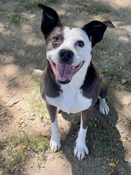 Pitty, a Adoptable mixed breed in Anderson, IN image 1/3