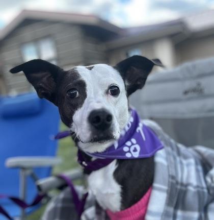 Pitty, a Adoptable mixed breed in Anderson, IN image 2/3