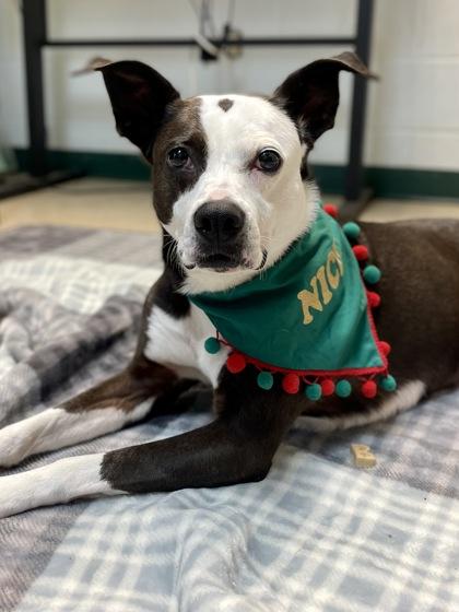 Pitty, Adoptable, Adult Female Pit Bull Terrier & Mixed Breed.