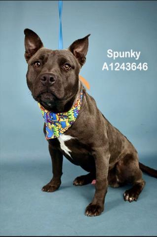 Spunky -- LONGTIME RESIDENT!, ADOPTABLE, Young Male Pit Bull Terrier.