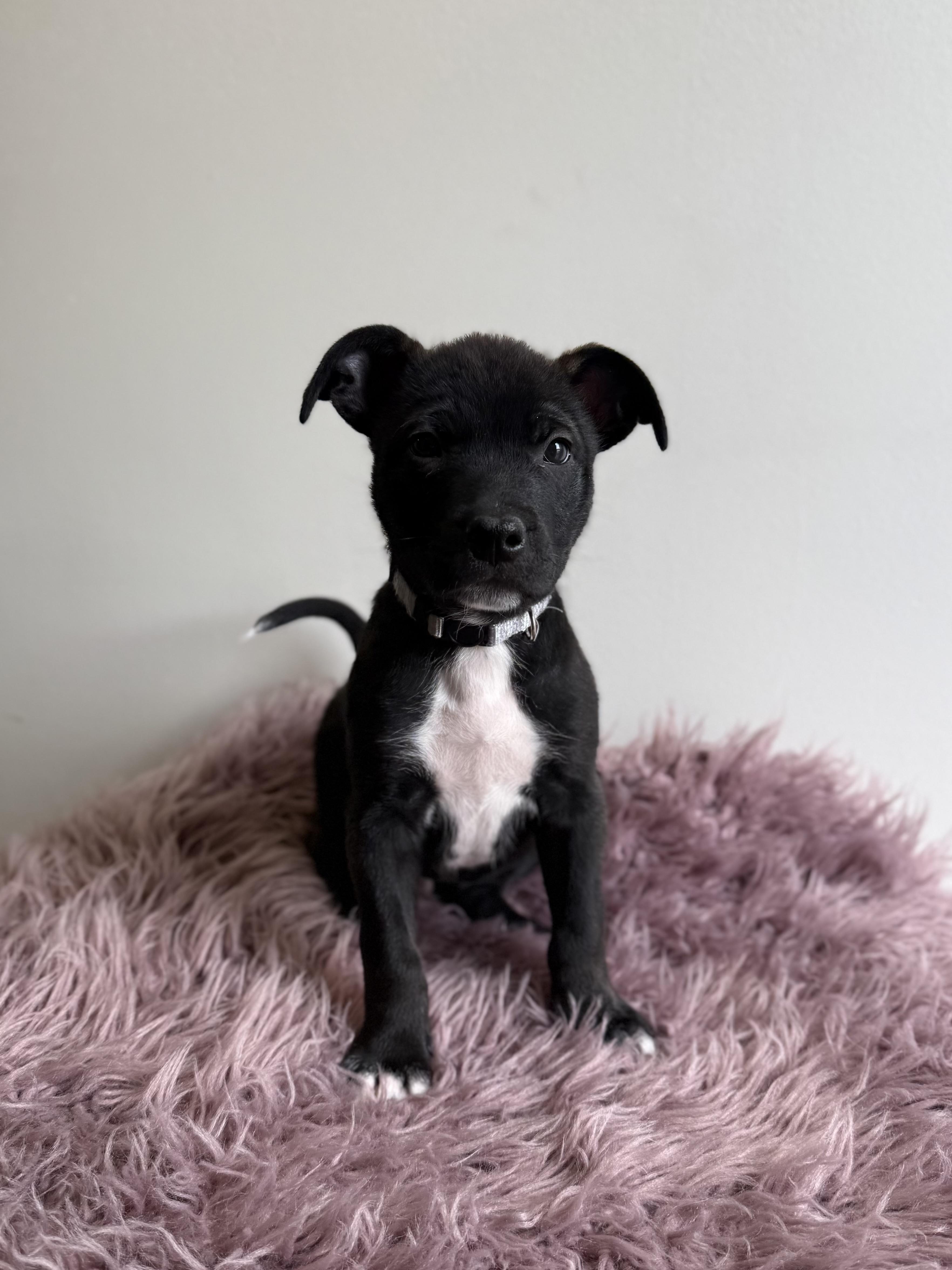 Doozer, adoptable, Puppy Male Terrier & Border Collie.