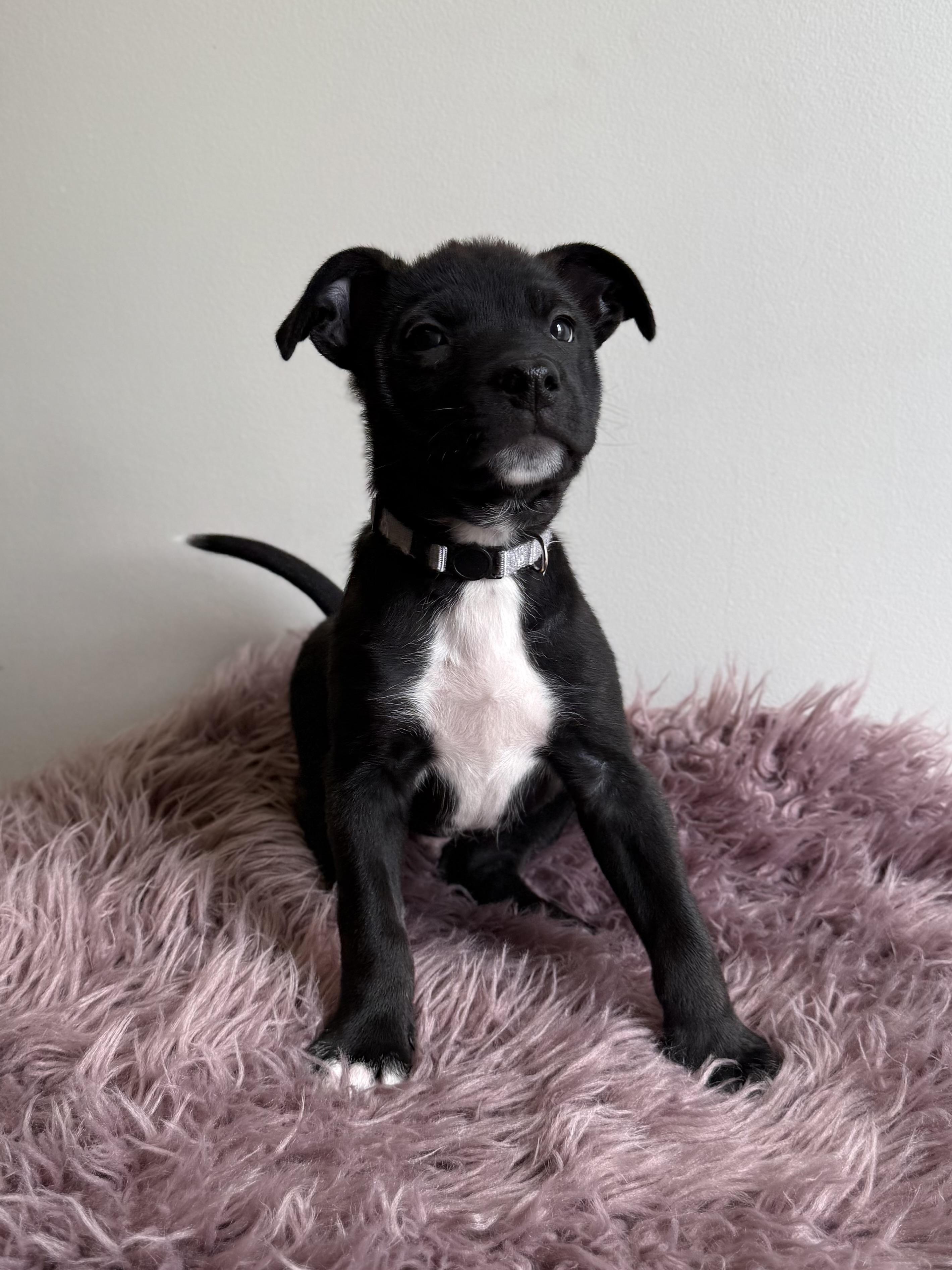 Enlarge Doozer, an adoptable mixed breed in Eagle, CO image 4/6