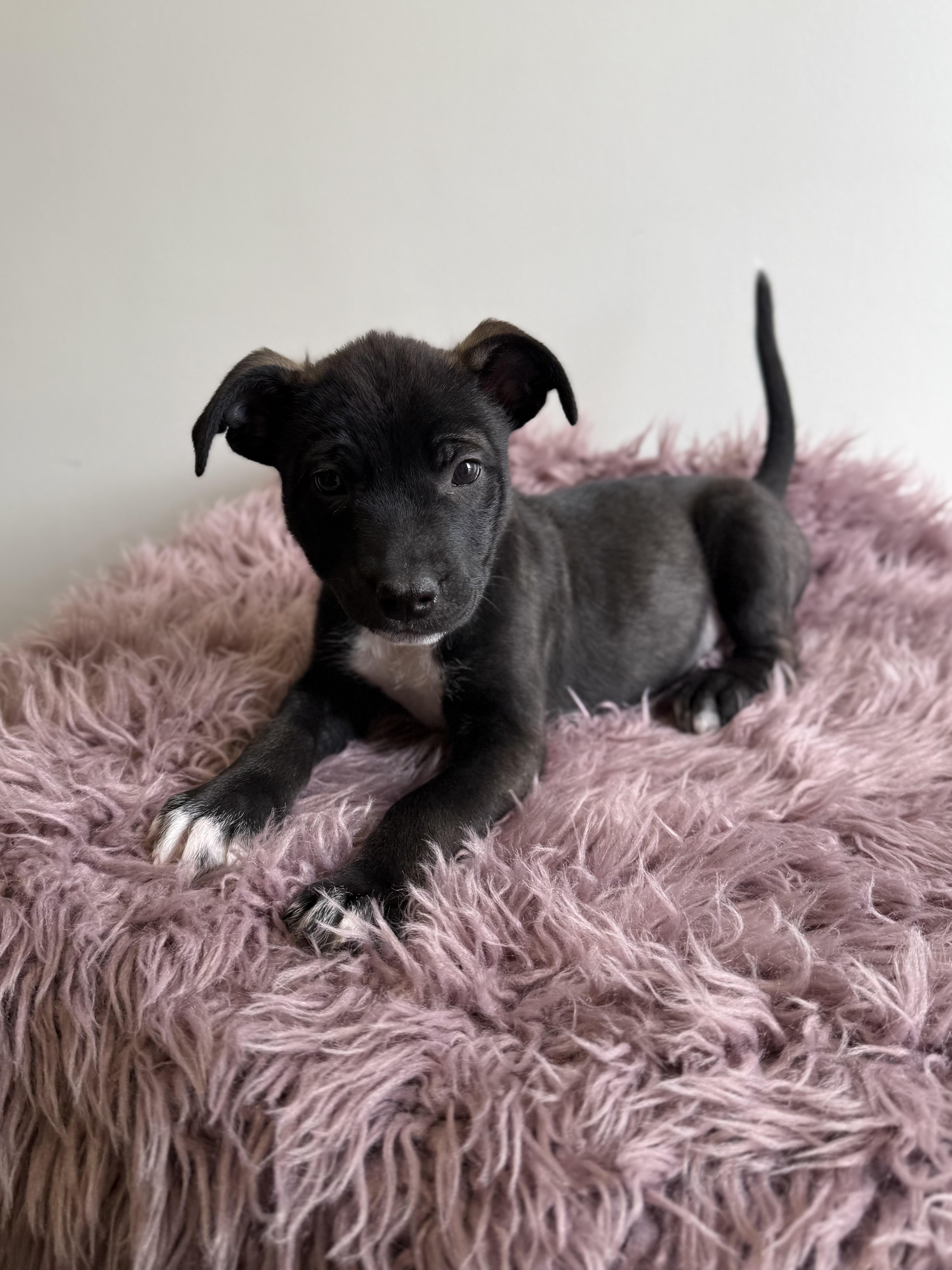 Enlarge Doozer, an adoptable mixed breed in Eagle, CO image 5/6