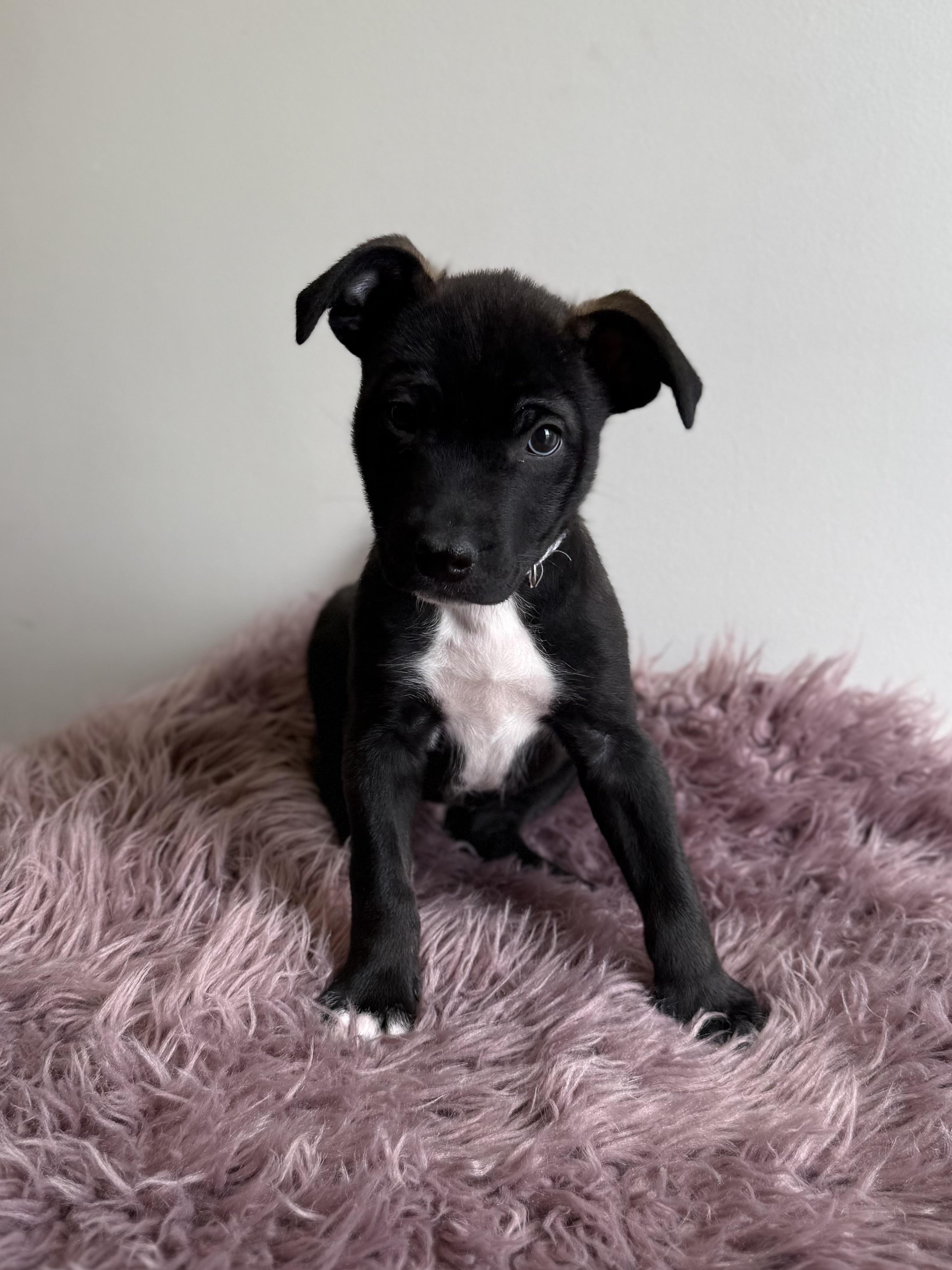 Enlarge Doozer, an adoptable mixed breed in Eagle, CO image 2/6