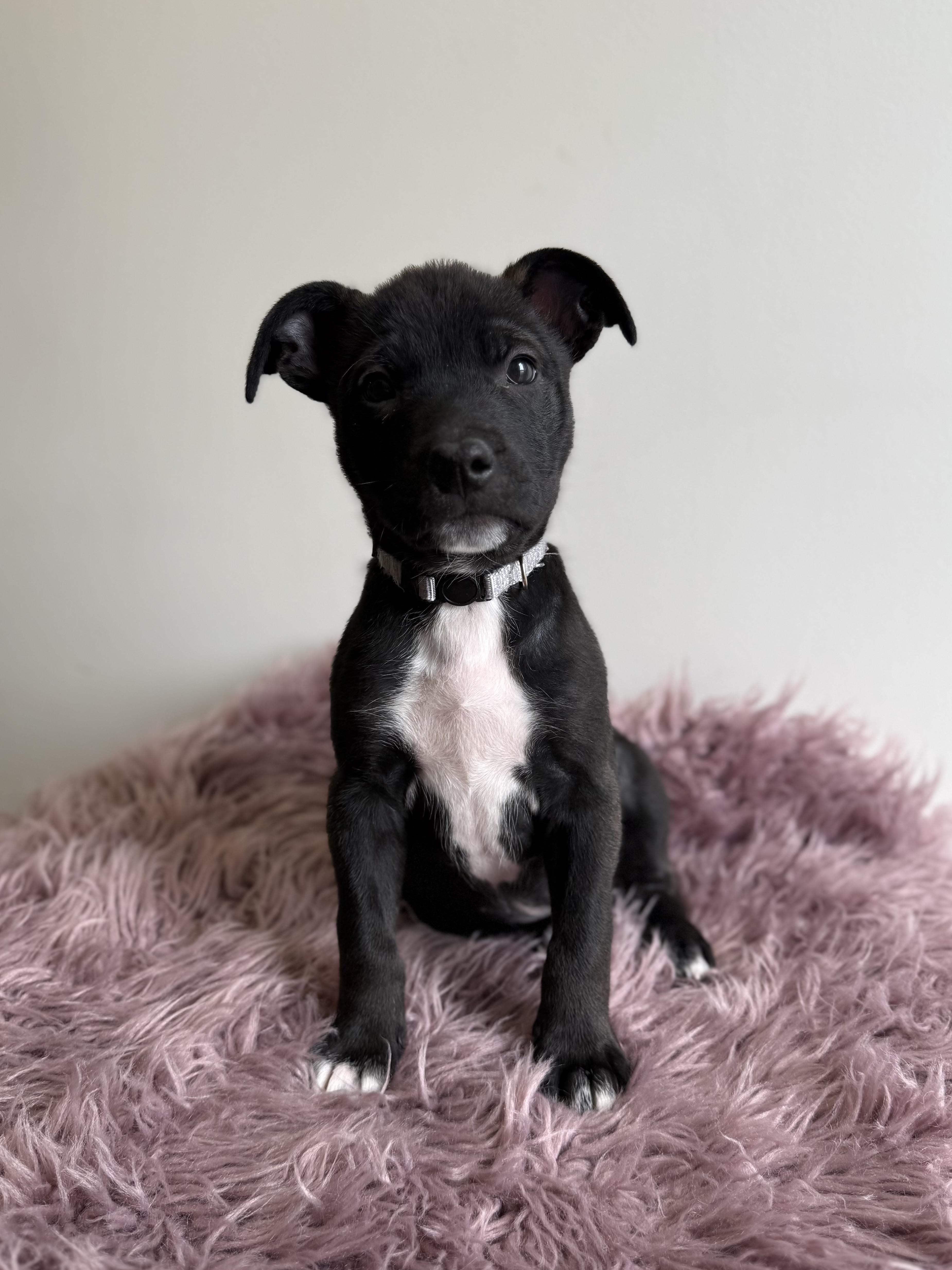 Enlarge Doozer, an adoptable mixed breed in Eagle, CO image 6/6