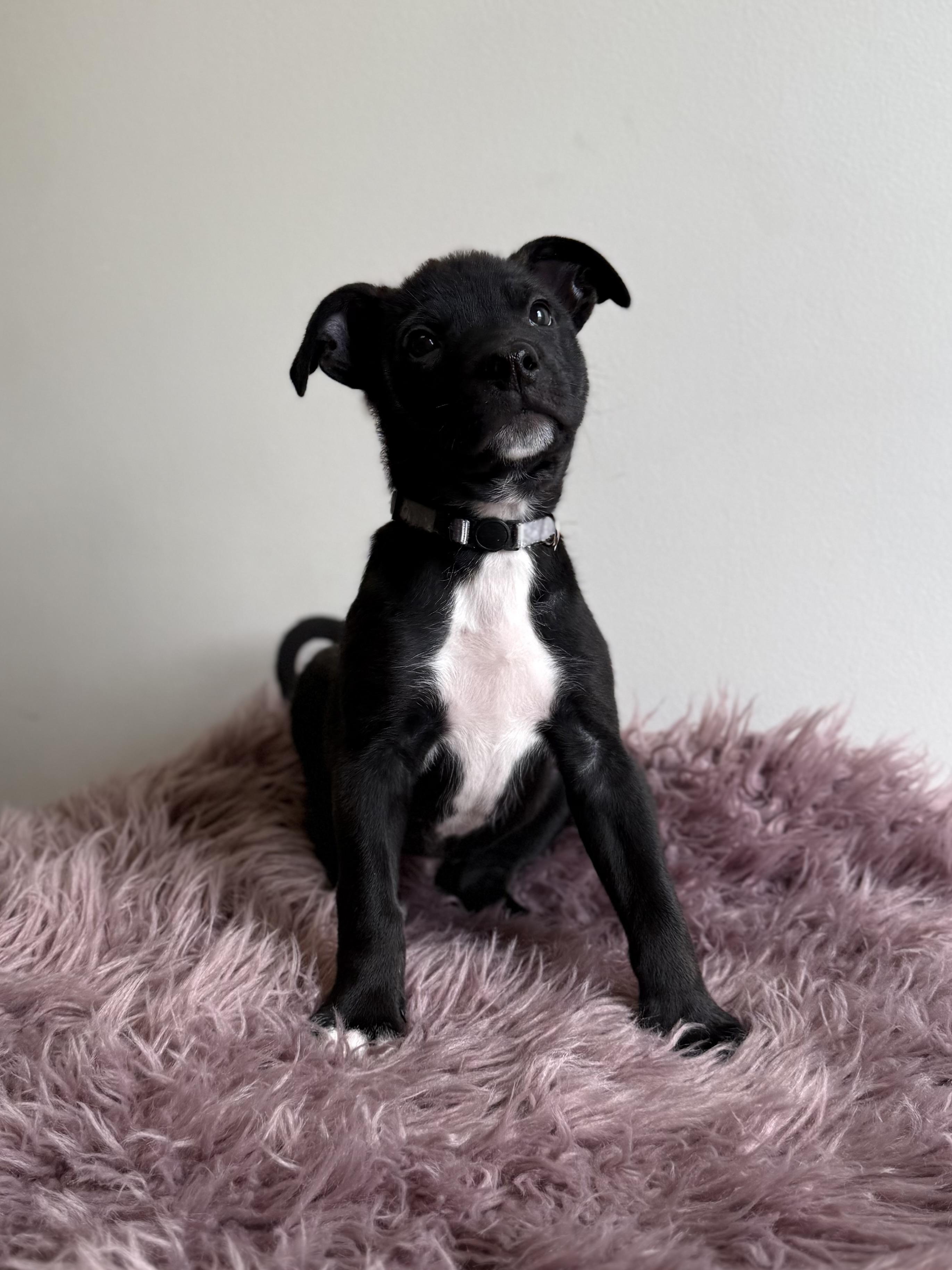 Enlarge Doozer, an adoptable mixed breed in Eagle, CO image 3/6