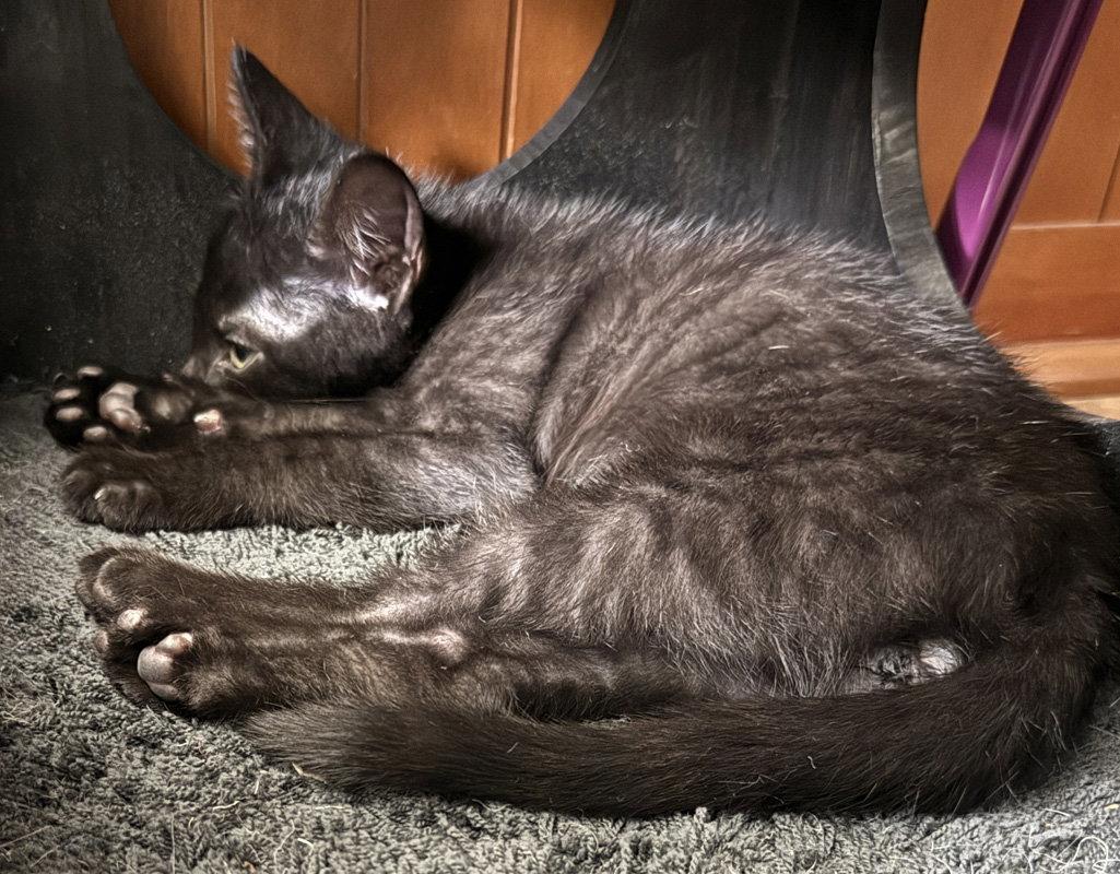 Middle Brother, Adoptable, Kitten Male Domestic Short Hair.