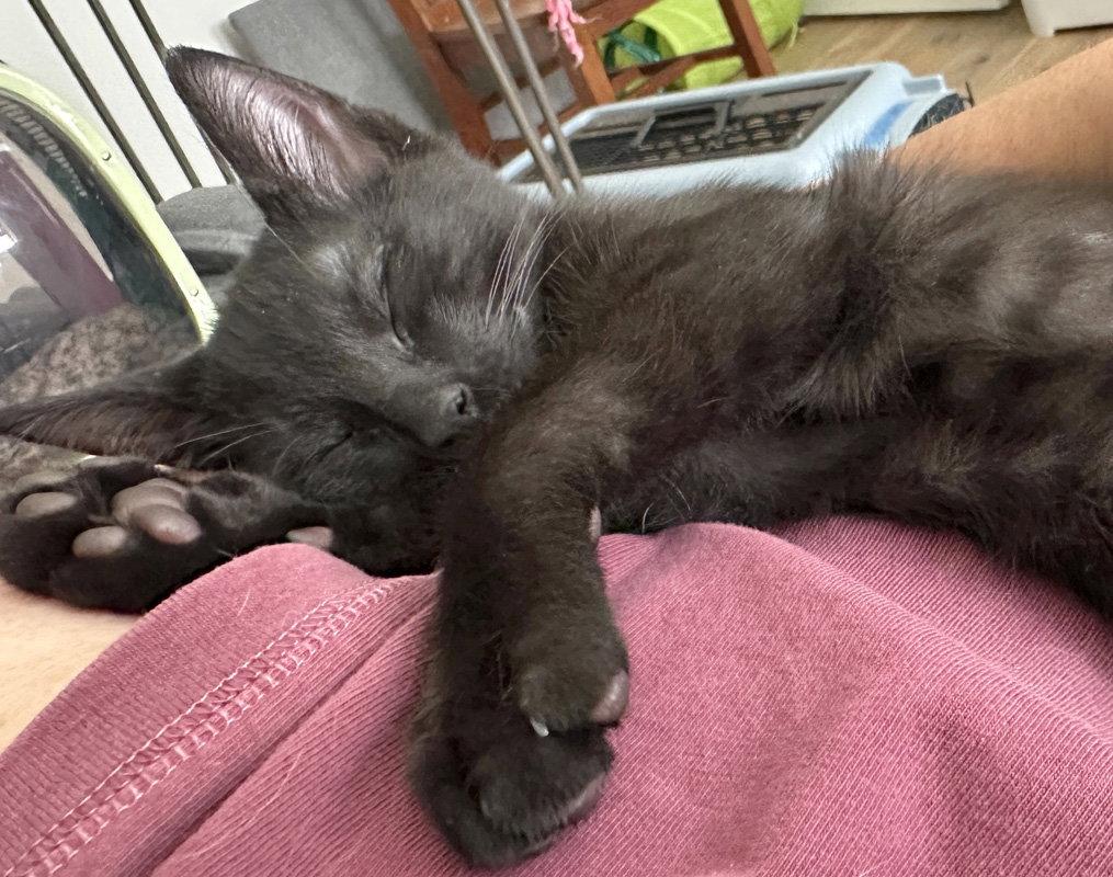 Enlarge Middle Brother, a Adoptable Domestic Short Hair in Ventura, CA image 2/3