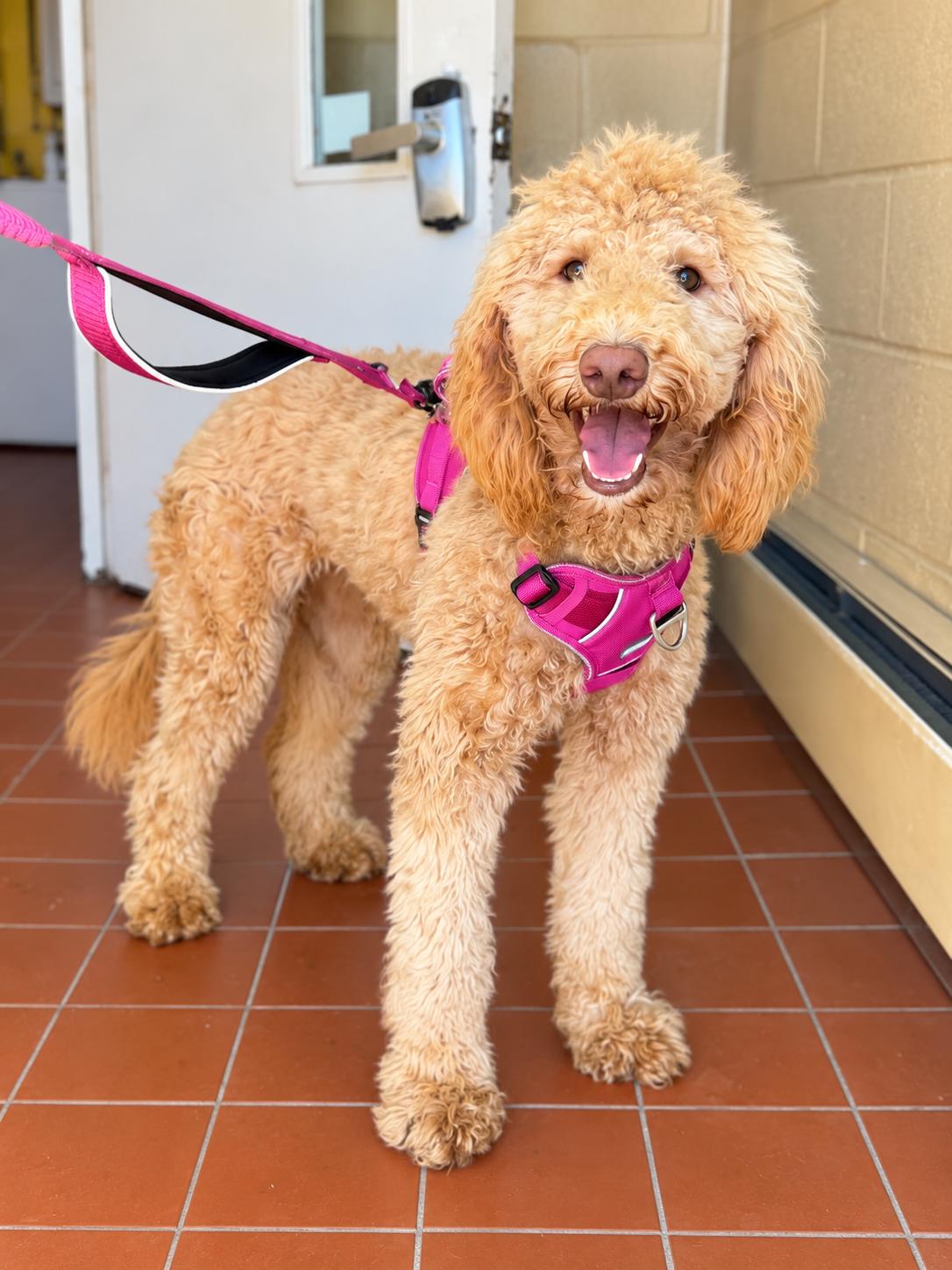 Enlarge Sandy, a Adoptable Goldendoodle in Long Beach, NY image 3/3
