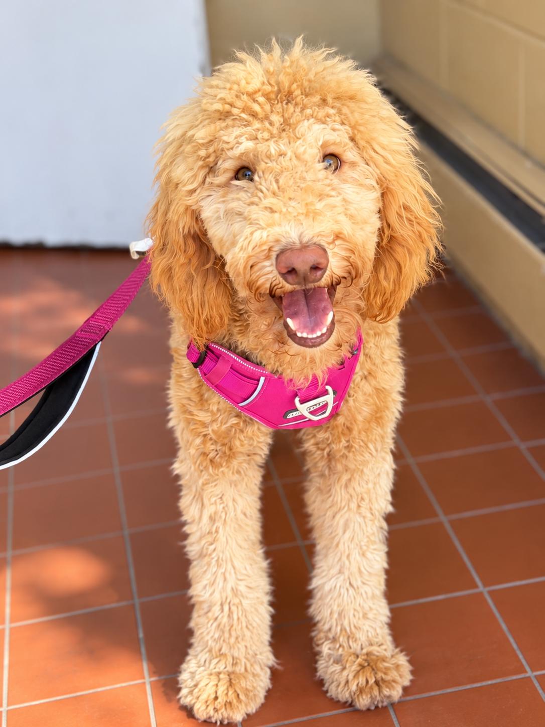 Sandy, Adoptable, Young Female Goldendoodle.