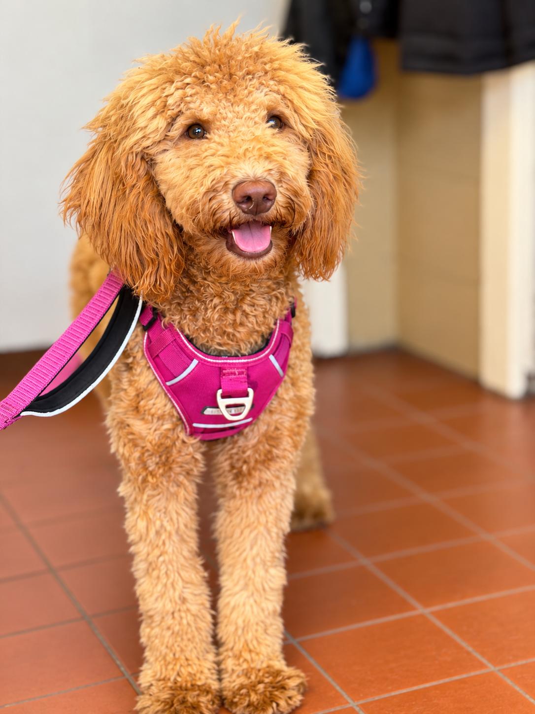 Enlarge Sandy, a Adoptable Goldendoodle in Long Beach, NY image 2/3