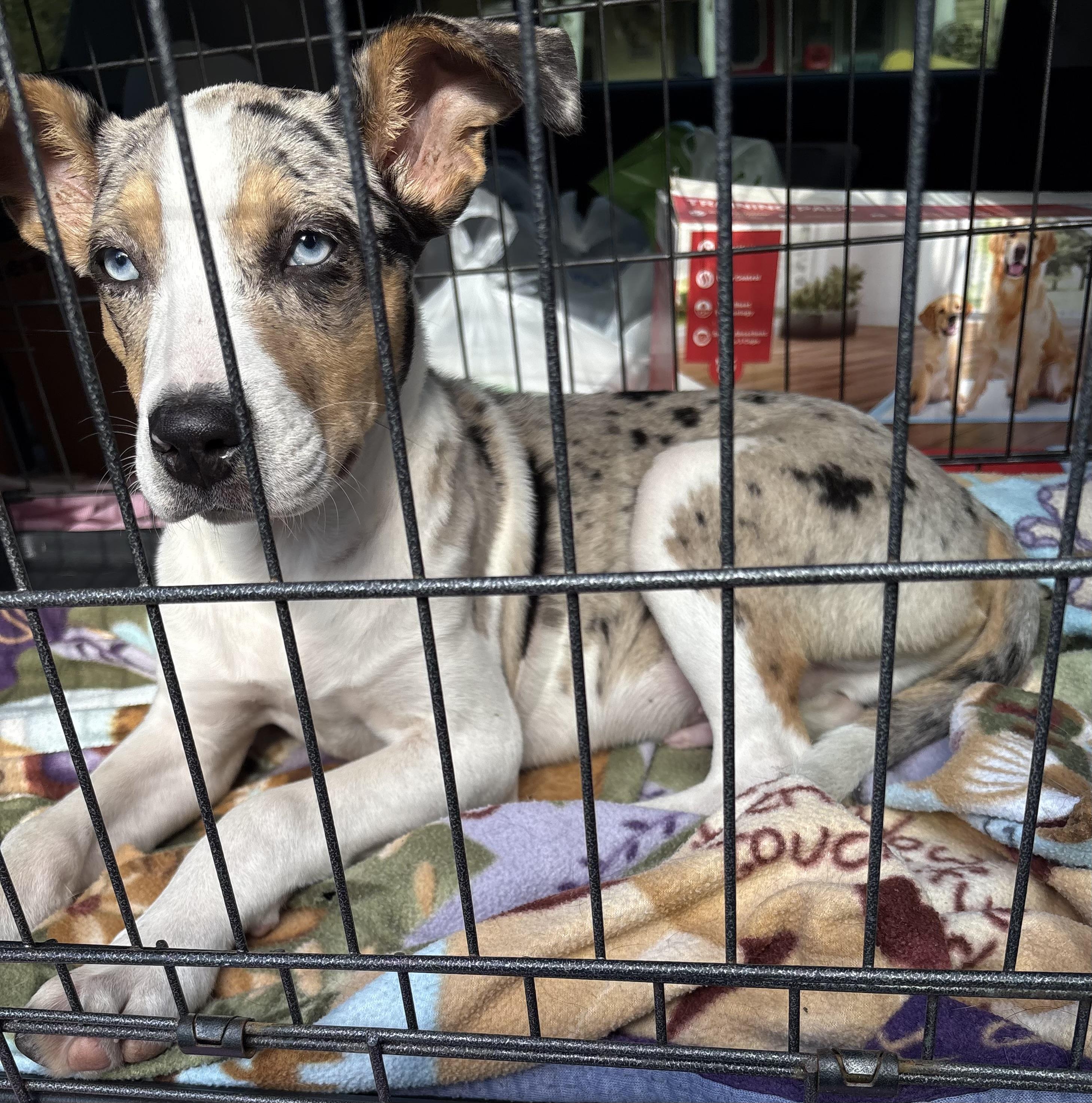 Enlarge Sparky, a Adoptable mixed breed in Dallas, TX image 4/5