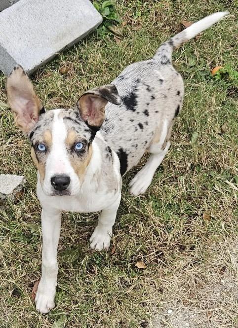 Enlarge Sparky, a Adoptable mixed breed in Dallas, TX image 2/5