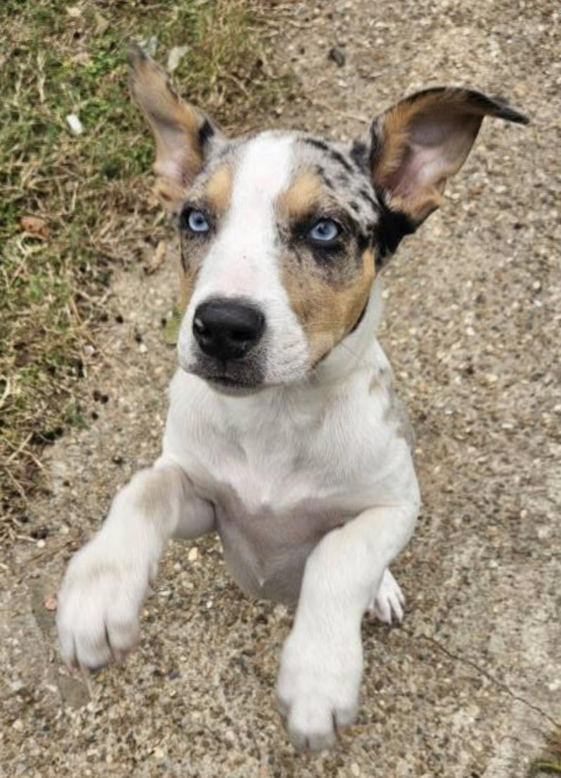 Enlarge Sparky, a Adoptable mixed breed in Dallas, TX image 3/5
