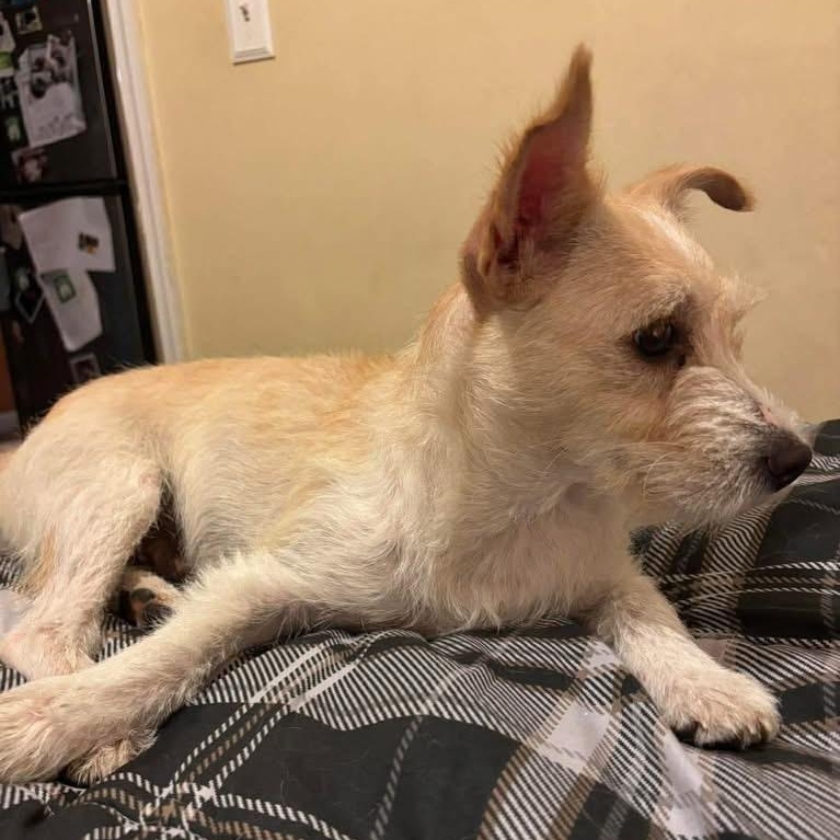 Enlarge Princess, a ADOPTABLE Mixed Breed in Yaphank, NY image 5/6