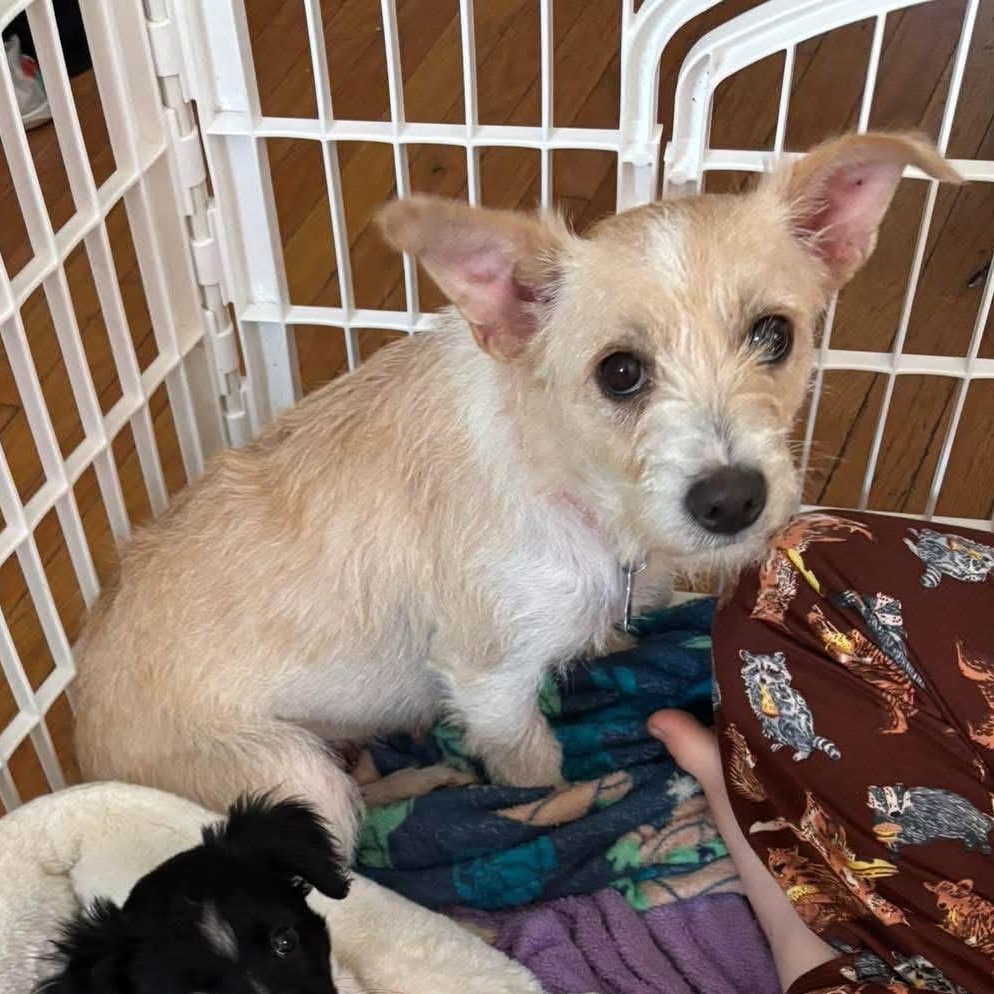 Enlarge Princess, a ADOPTABLE Mixed Breed in Yaphank, NY image 2/6