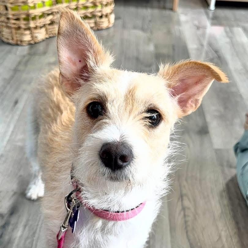 Enlarge Princess, a ADOPTABLE Mixed Breed in Yaphank, NY image 6/6