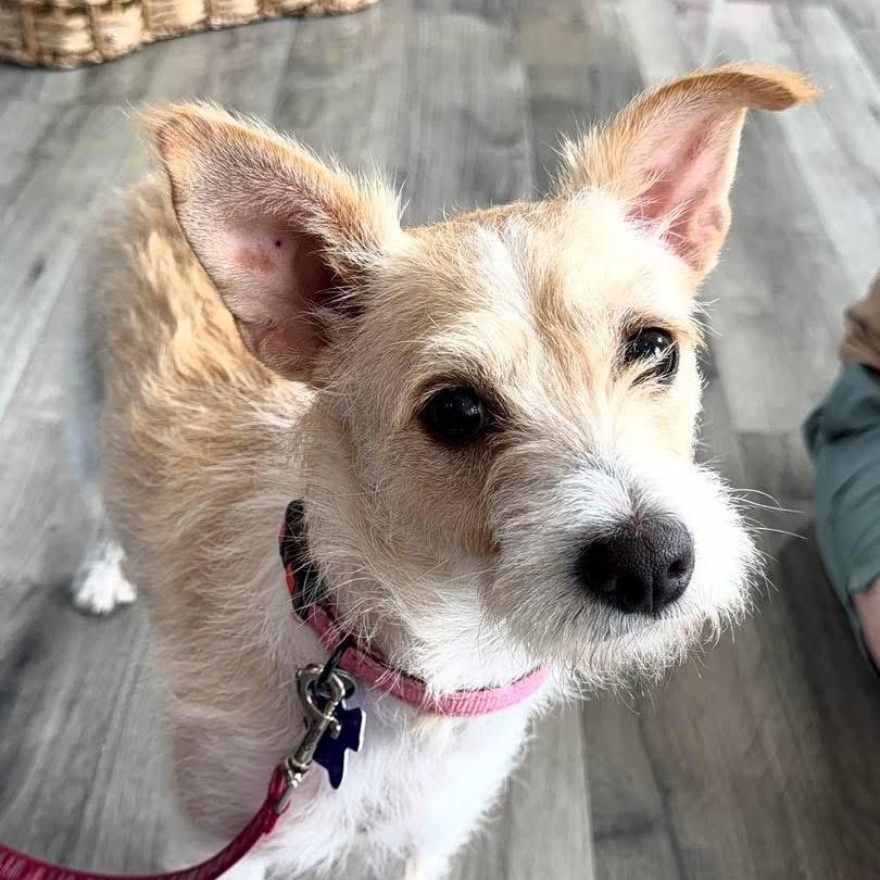 Princess, ADOPTABLE, Young Female Mixed Breed.