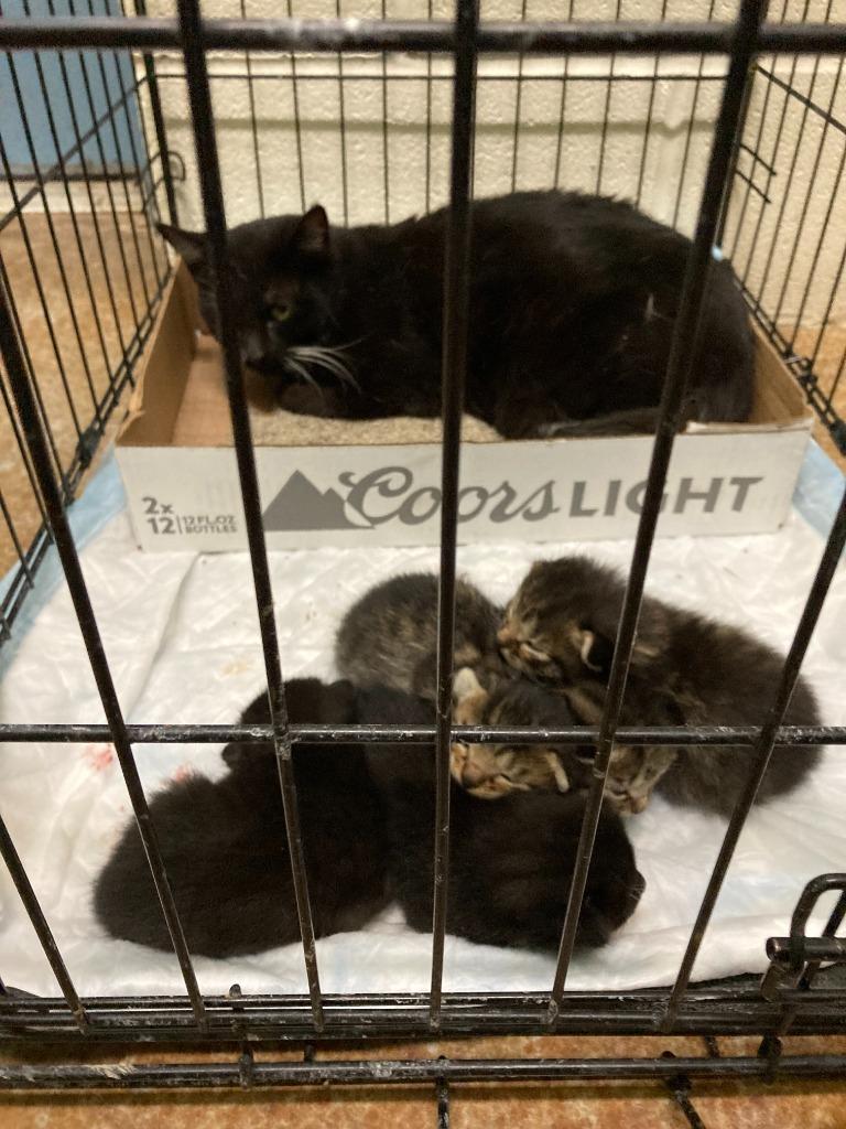 Mow Wow, a Adoptable mixed breed in Brownwood, TX image 1/2