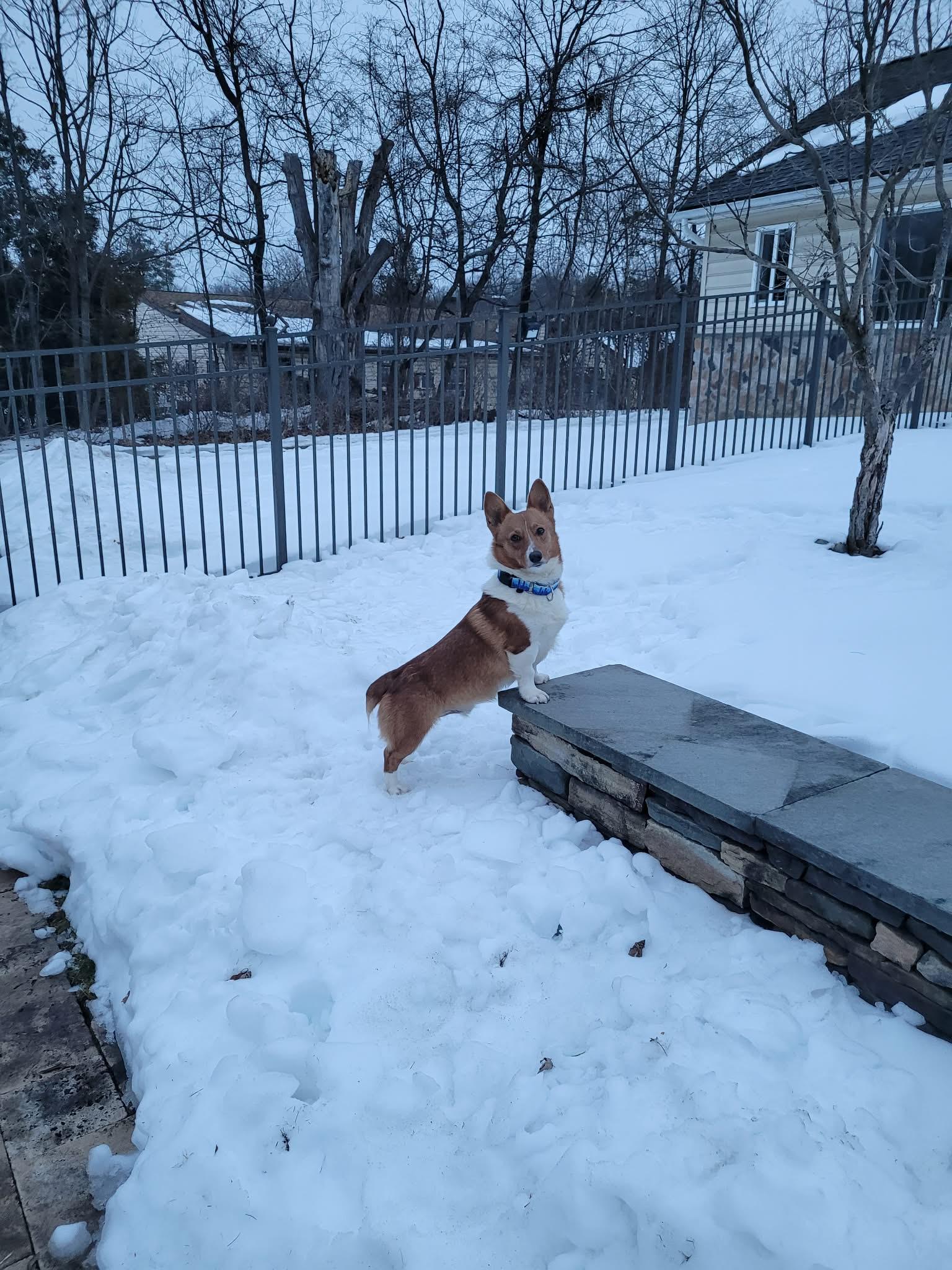 Enlarge Andy, an adopted Pembroke Welsh Corgi in Hatfield, PA image 5/6