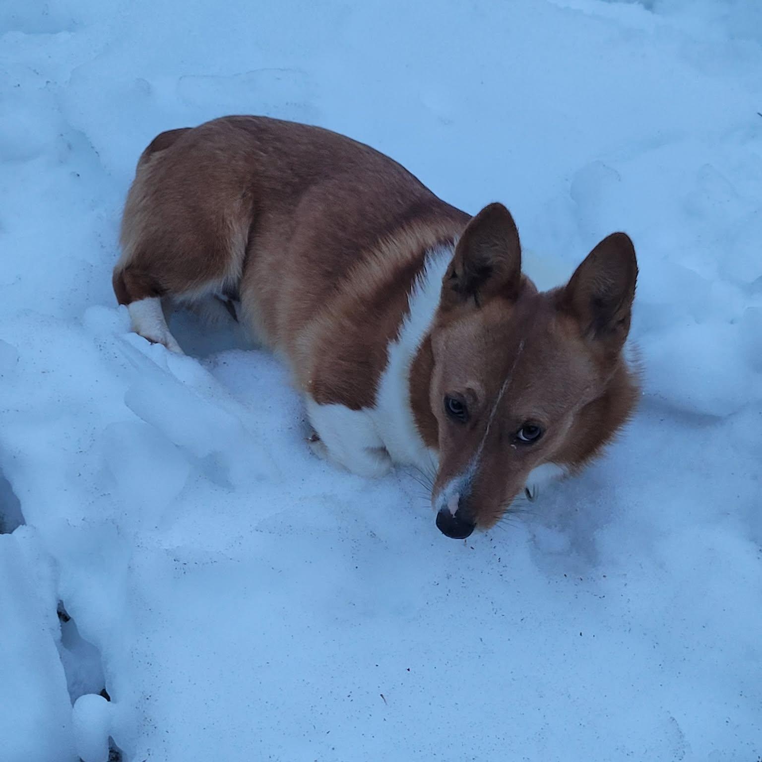 Enlarge Andy, an adopted Pembroke Welsh Corgi in Hatfield, PA image 2/6