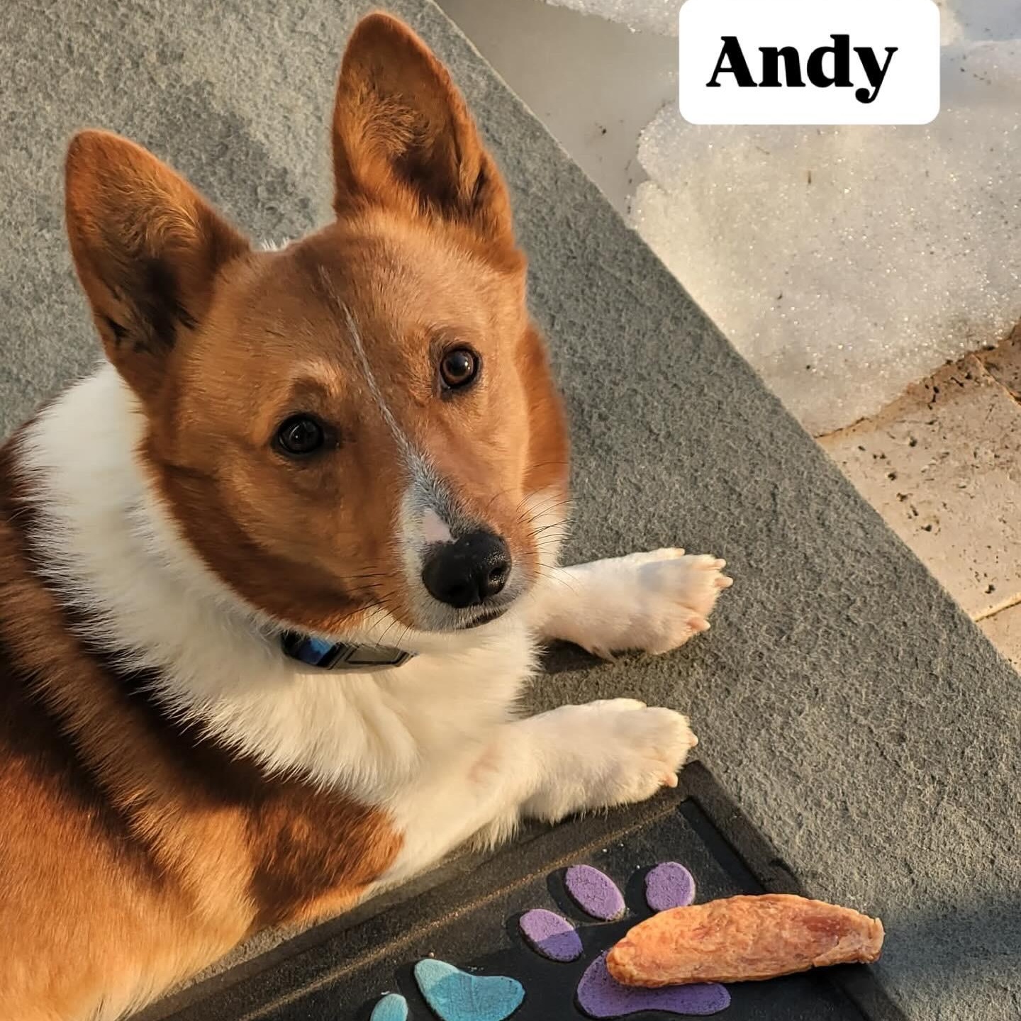 Enlarge Andy, an adopted Pembroke Welsh Corgi in Hatfield, PA image 6/6