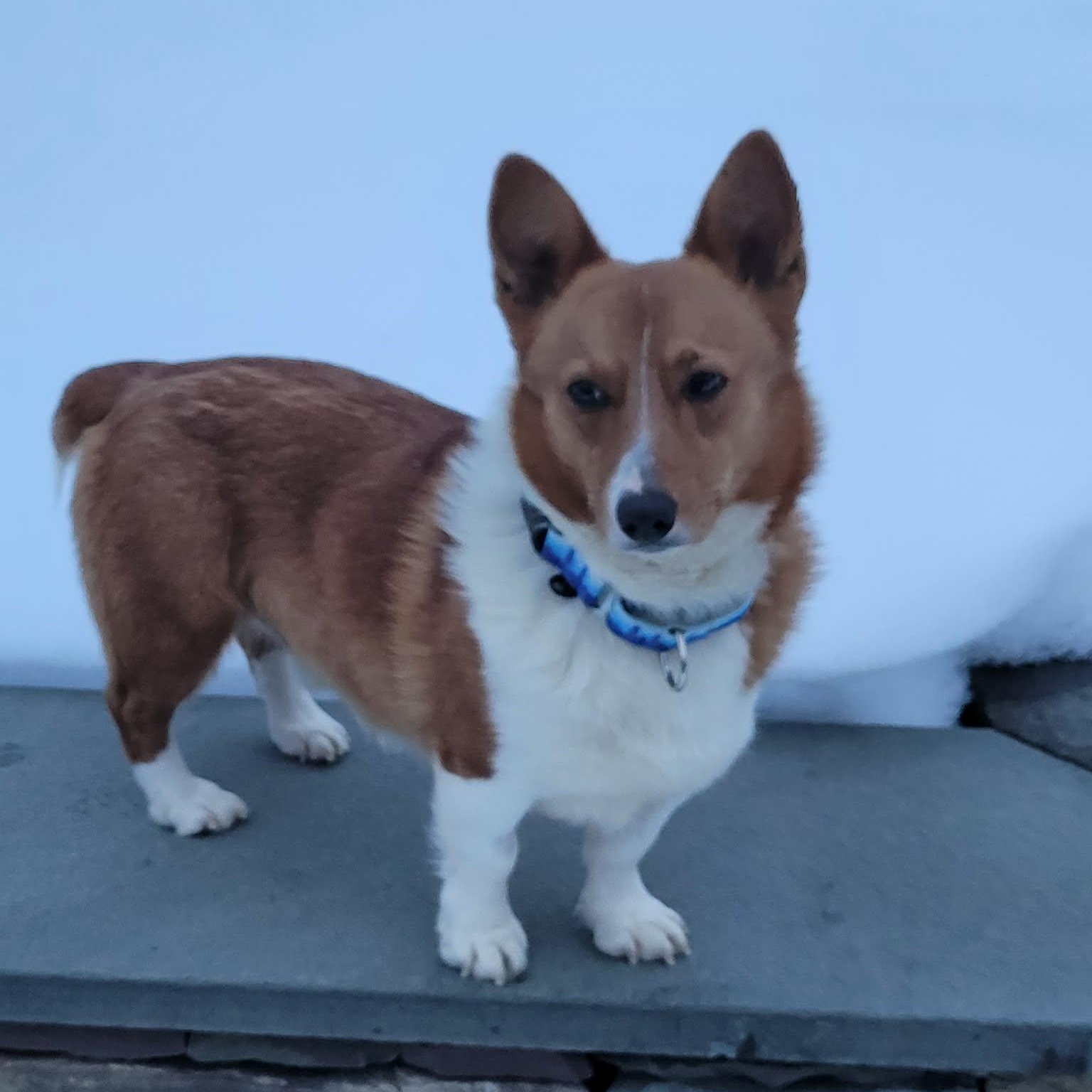 Enlarge Andy, an adopted Pembroke Welsh Corgi in Hatfield, PA image 1/6