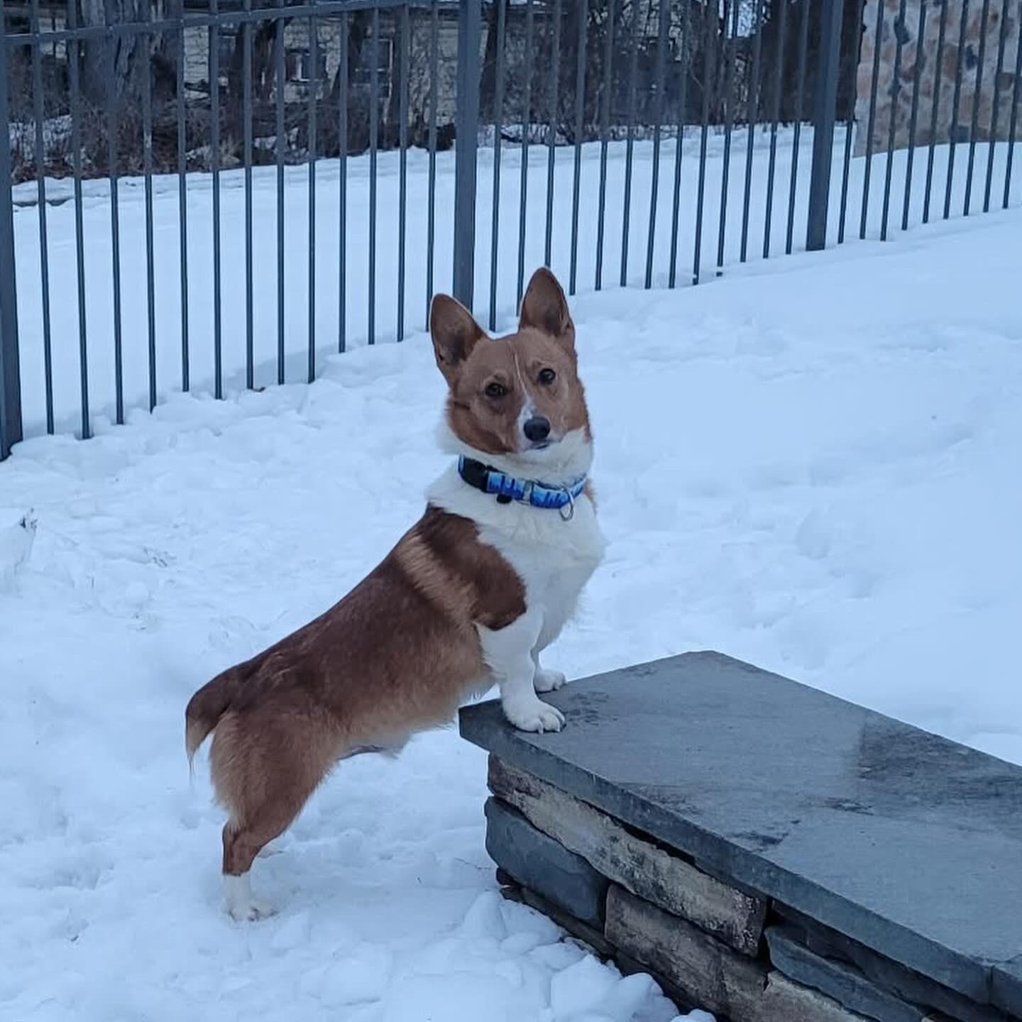 Enlarge Andy, an adopted Pembroke Welsh Corgi in Hatfield, PA image 4/6