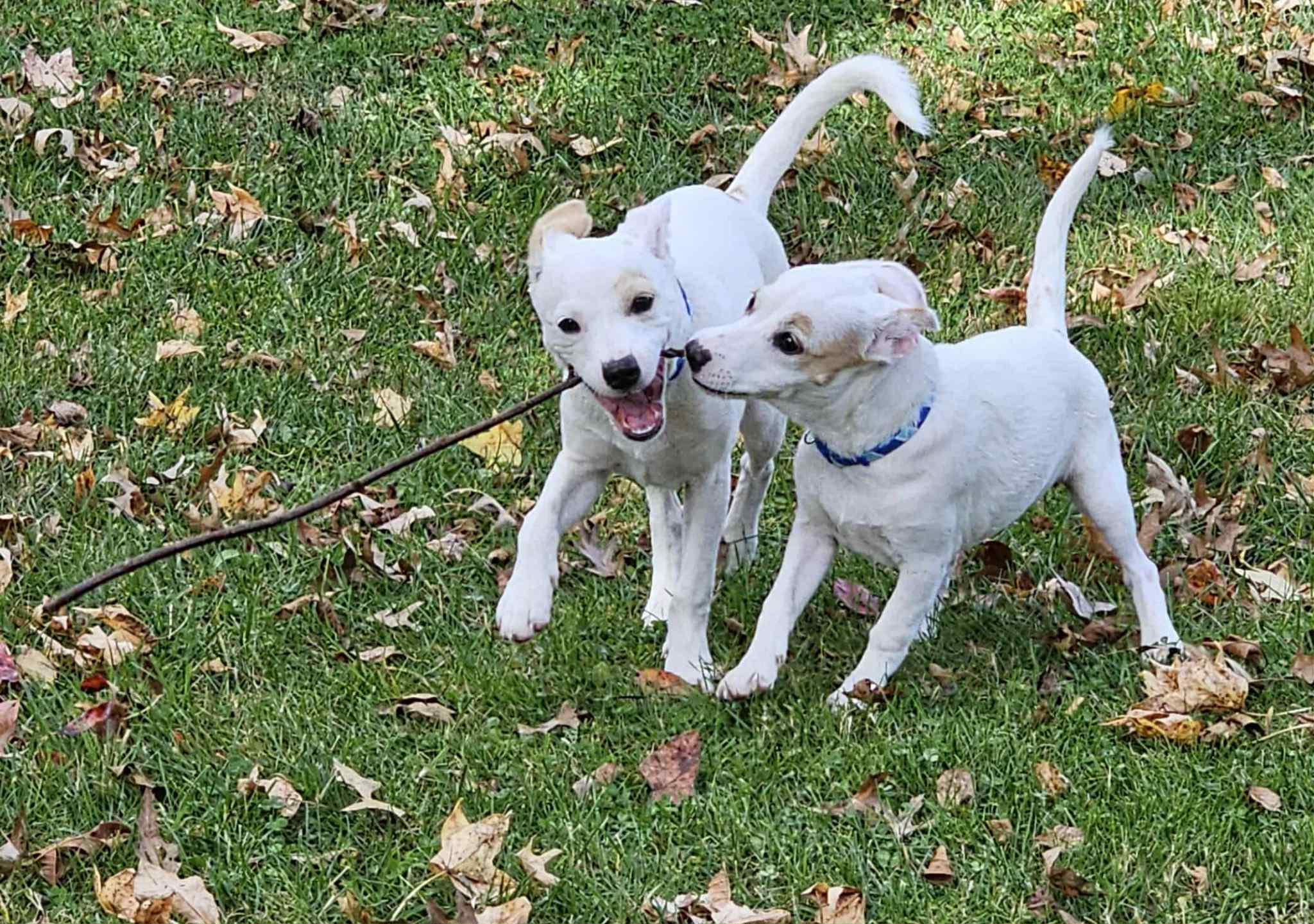 Enlarge Cheerio and Bagel, a Adoptable mixed breed in Springfield, MA image 2/5