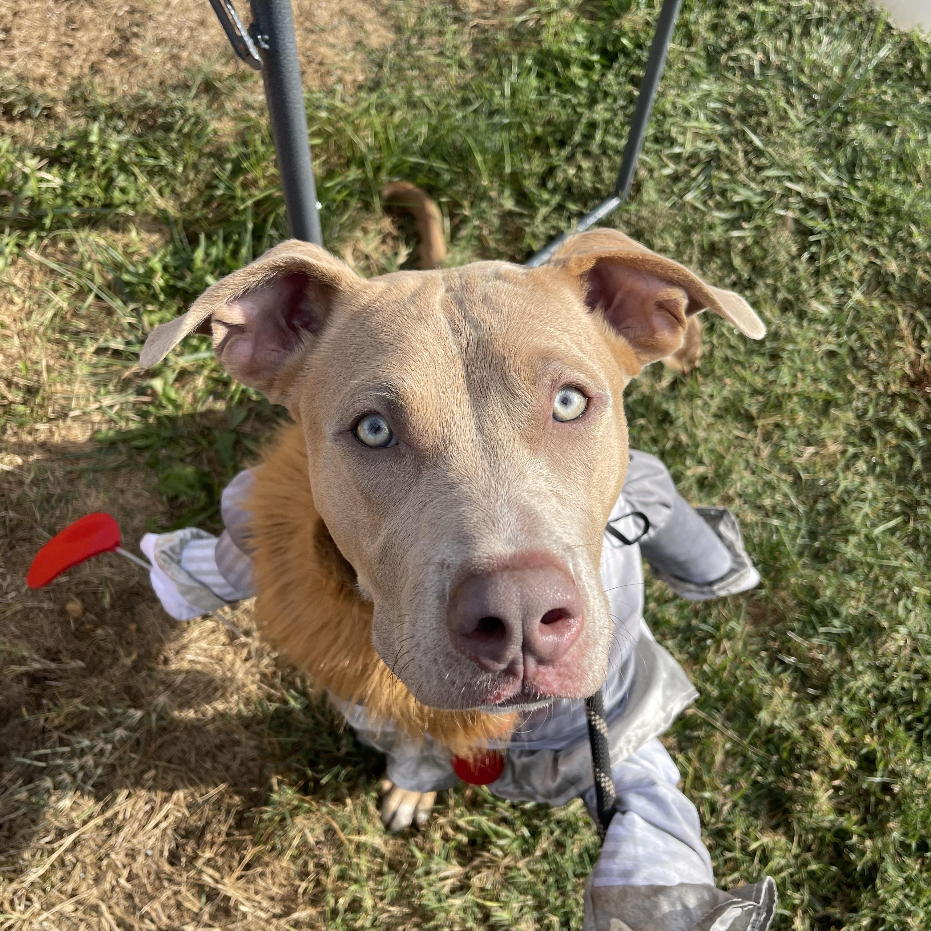 Enlarge Blue, a Adoptable mixed breed in North Kansas City, MO image 1/3