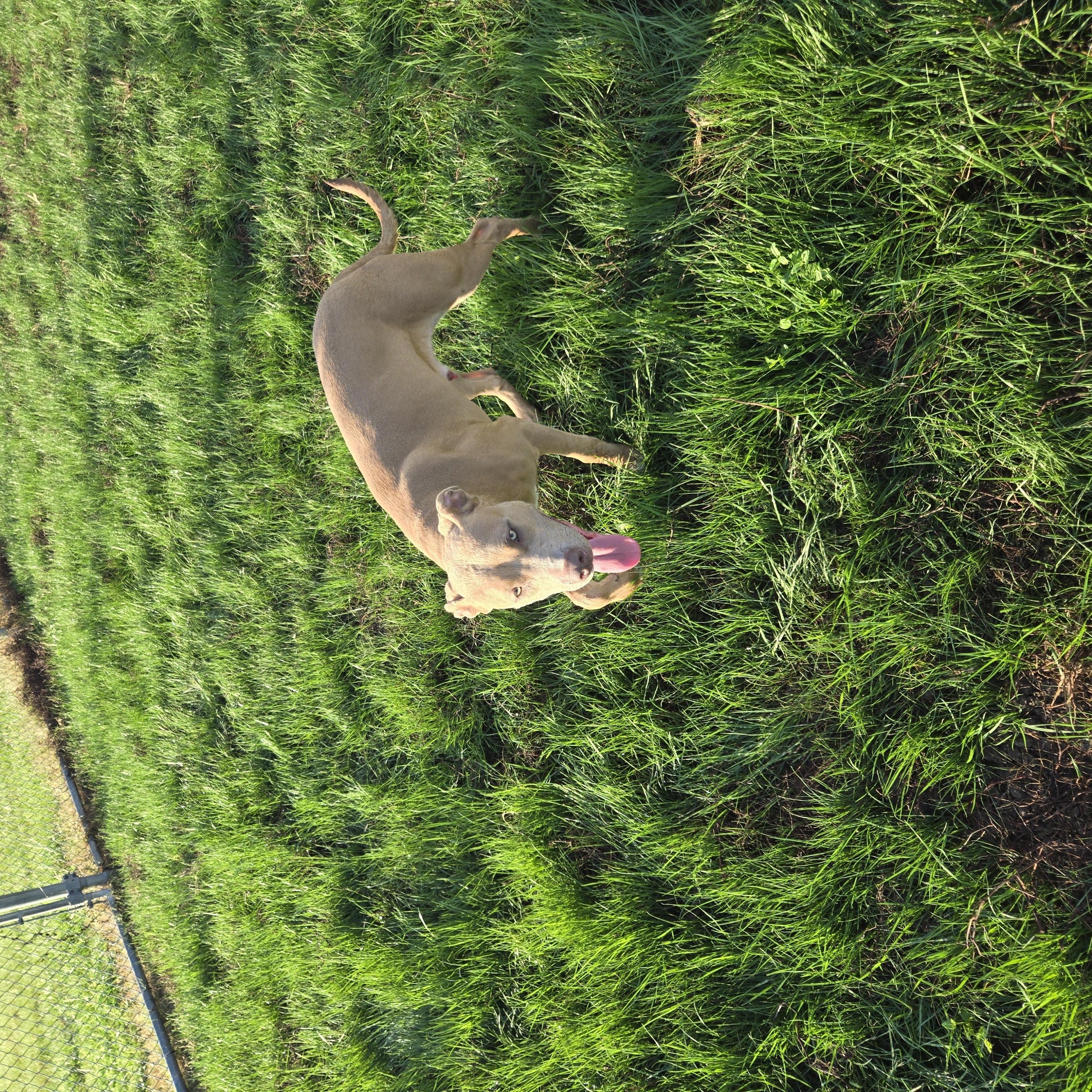 Enlarge Blue, a Adoptable mixed breed in North Kansas City, MO image 2/3