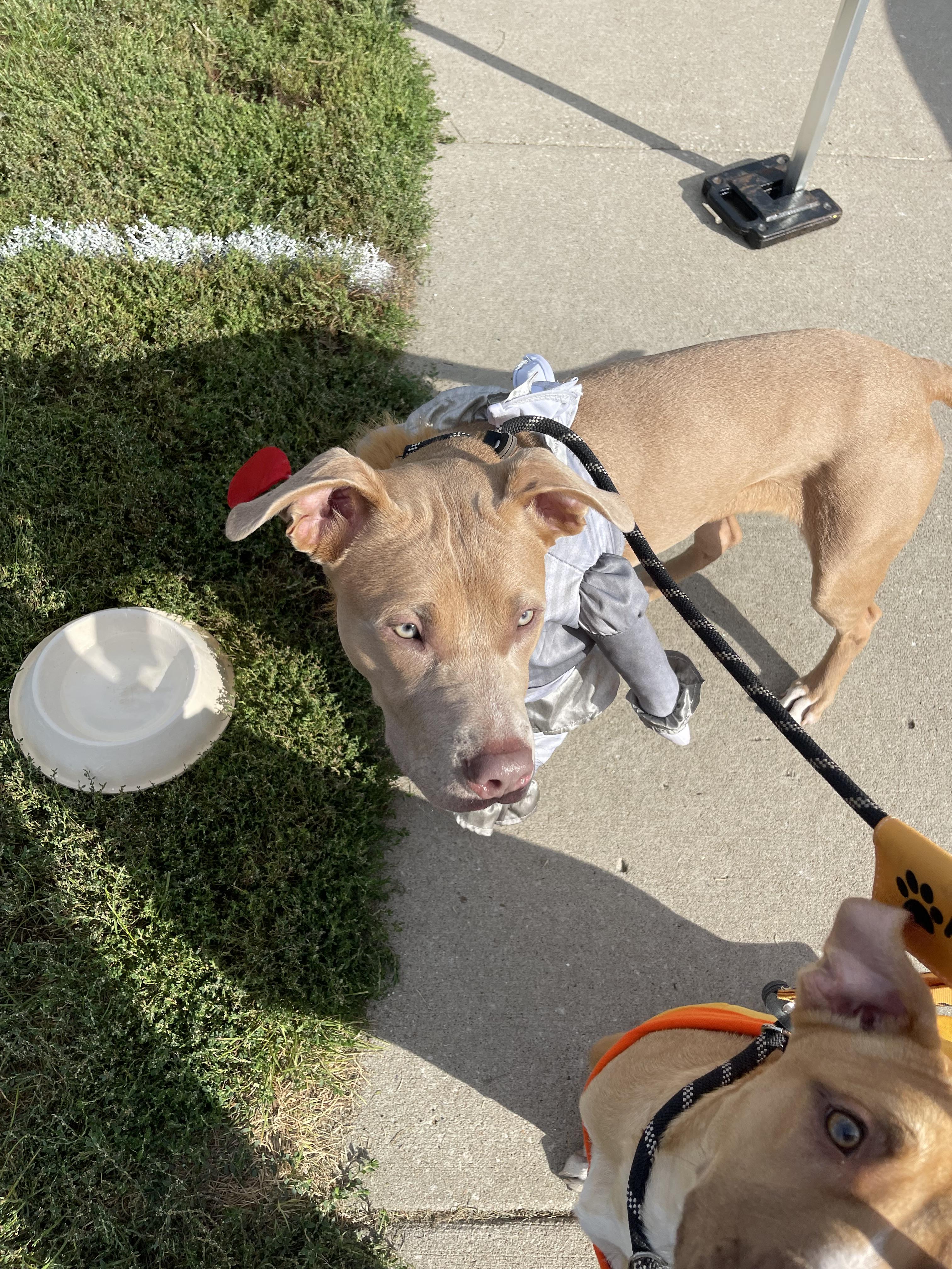 Enlarge Blue, a Adoptable mixed breed in North Kansas City, MO image 3/3