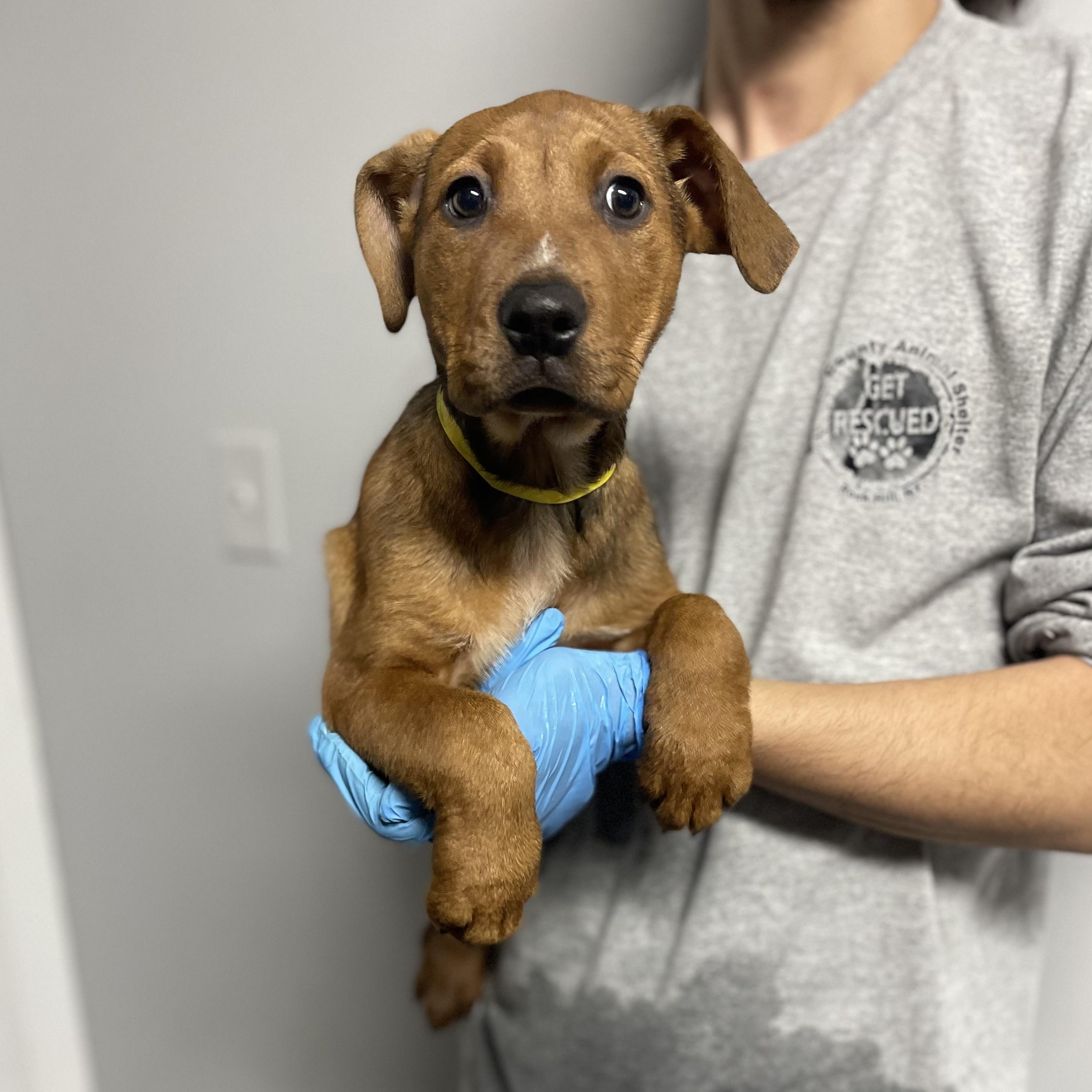 Claire , ADOPTABLE, Puppy Female Labrador Retriever.