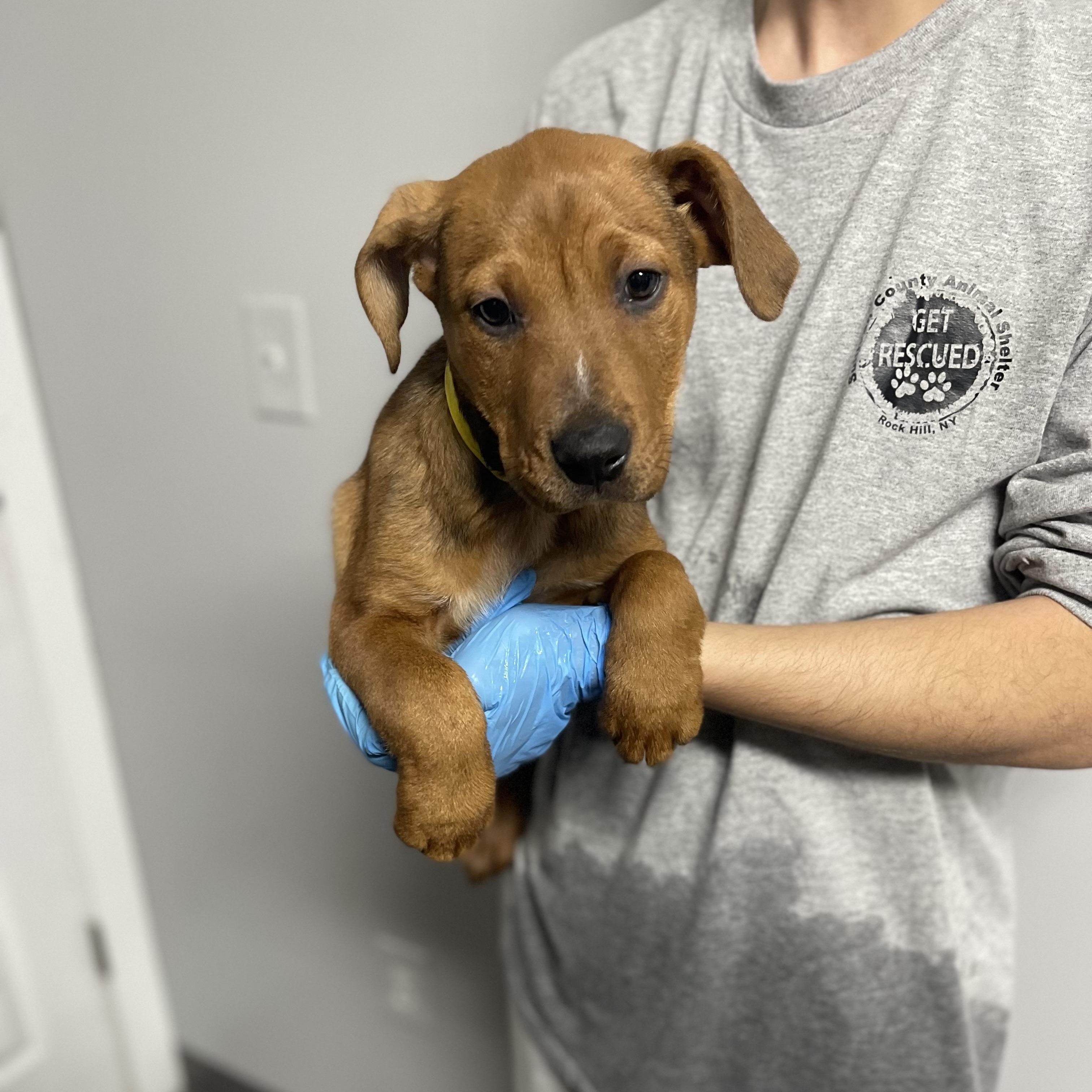 Enlarge Claire , a ADOPTABLE mixed breed in Rock Hill, NY image 2/2