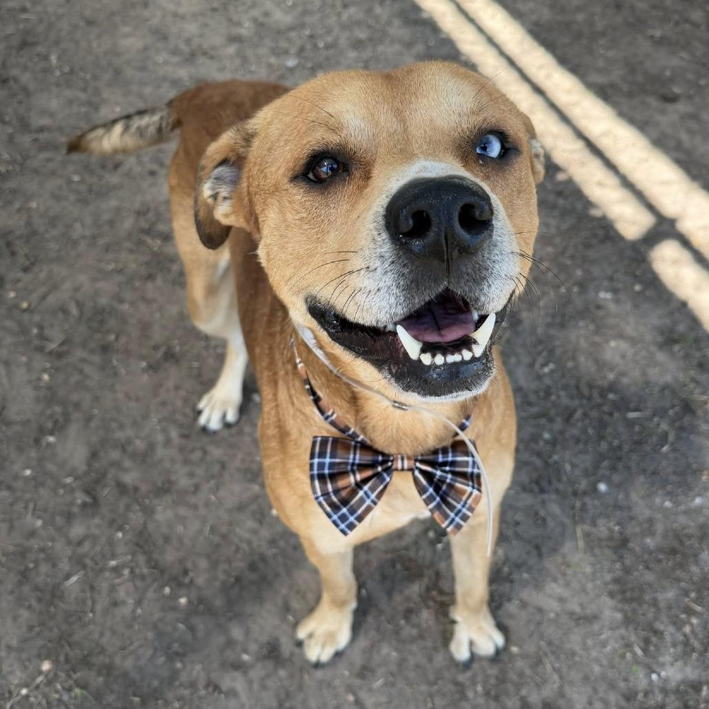 Enlarge Gus, a Adoptable American Staffordshire Terrier in Pittsburgh, PA image 1/6