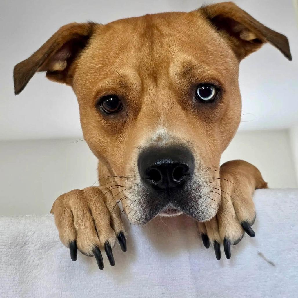 Enlarge Gus, a Adoptable American Staffordshire Terrier in Pittsburgh, PA image 3/6