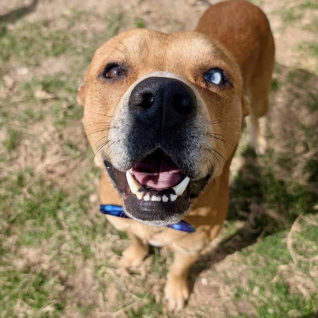 Enlarge Gus, a Adoptable American Staffordshire Terrier in Pittsburgh, PA image 4/6