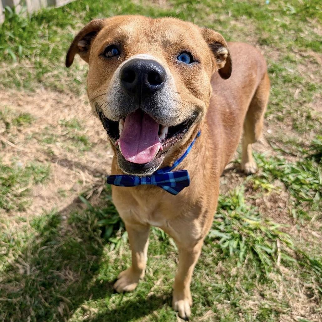 Enlarge Gus, a Adoptable American Staffordshire Terrier in Pittsburgh, PA image 5/6