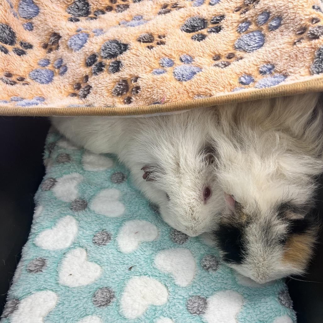 Halo, Adoptable, Young Male Guinea Pig.