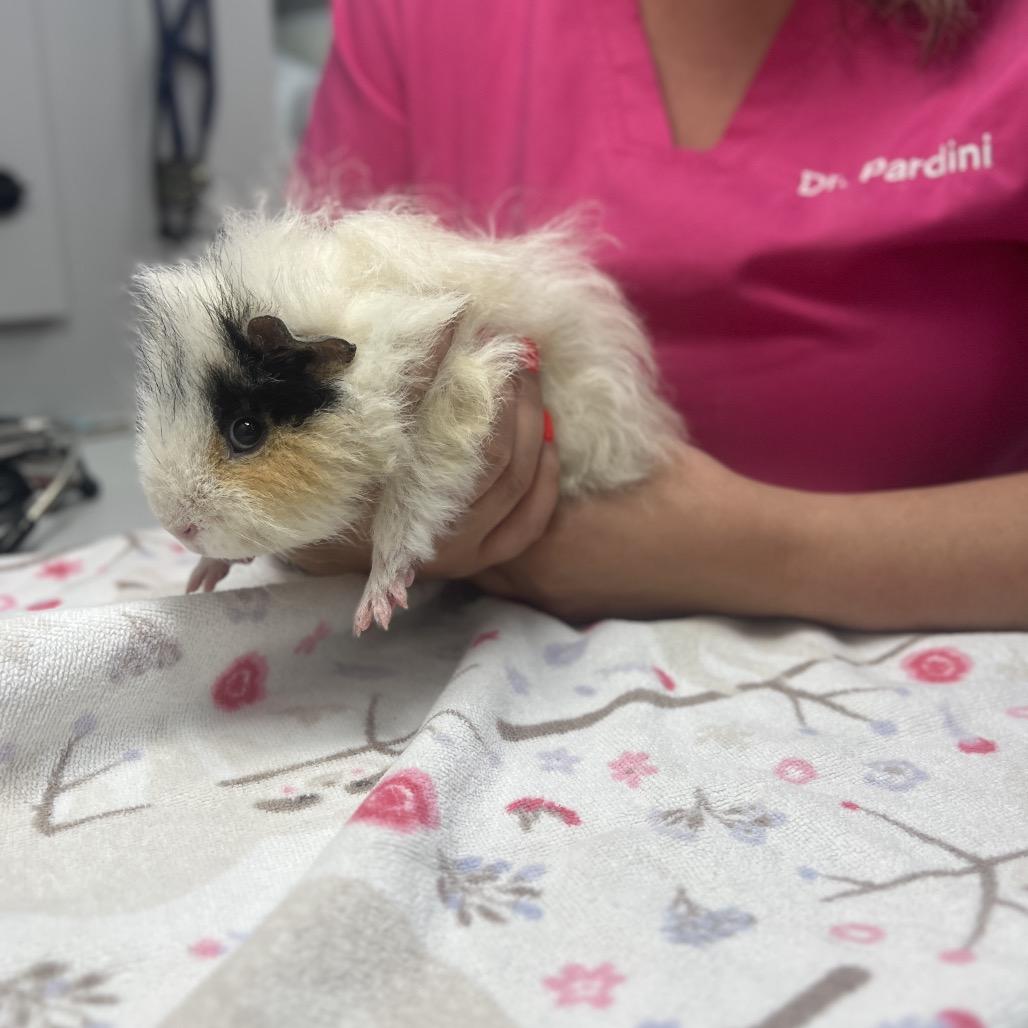 Enlarge Halo, a Adoptable Guinea Pig in Miami, FL image 2/2
