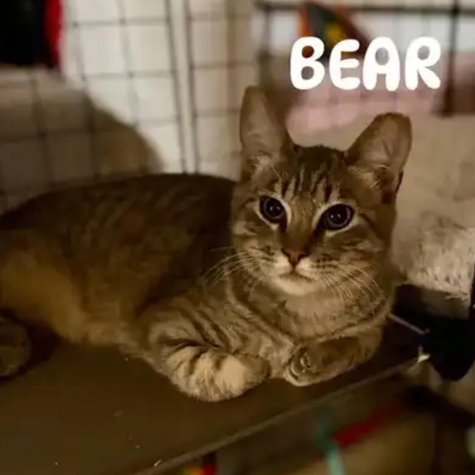 Enlarge Bear, a Adoptable Domestic Short Hair in Redwood City, CA image 1/2