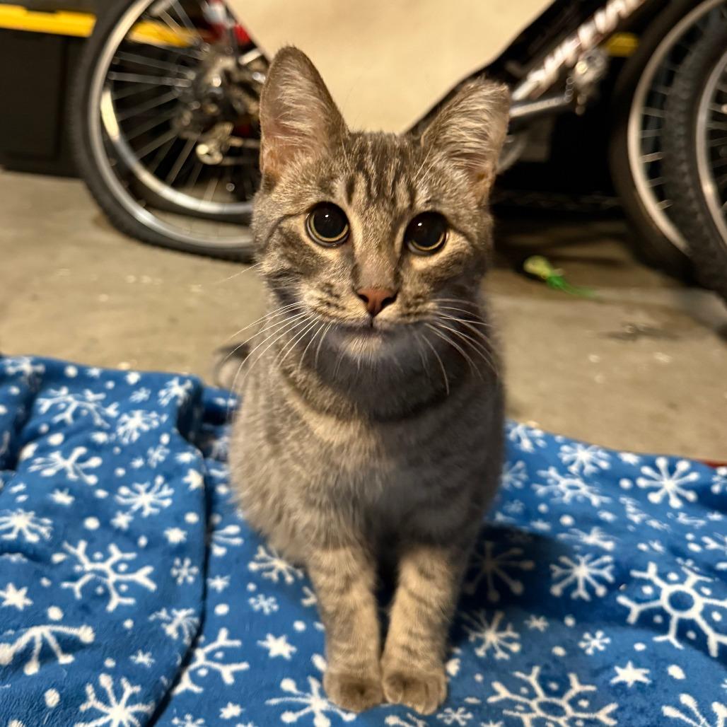 Enlarge Bear, a Adoptable Domestic Short Hair in Redwood City, CA image 2/2