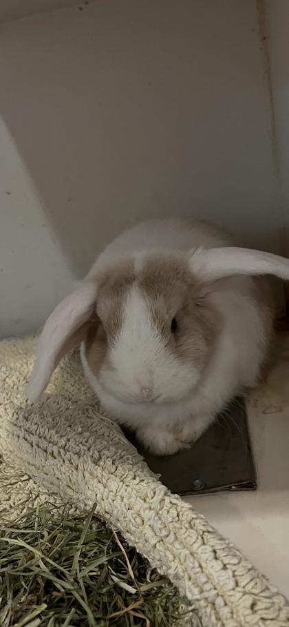 Banana, Adoptable, Baby Male American & American.