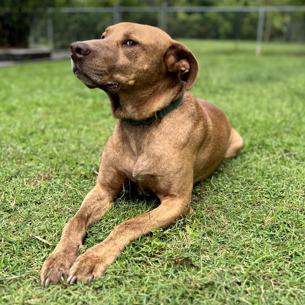 Gunner, Adoptable, Adult Male Mixed Breed.