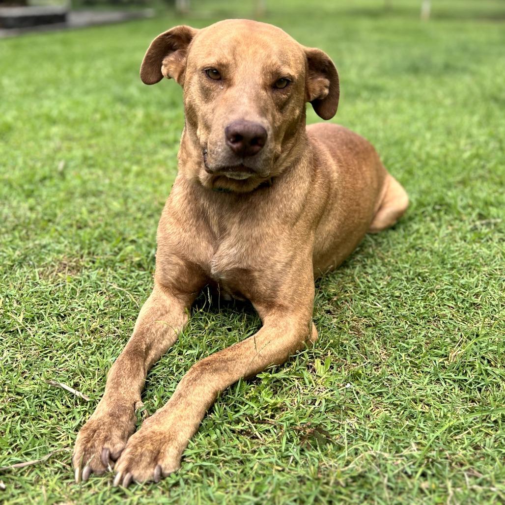 Gunner, a Adoptable Mixed Breed in Keaau, HI image 3/6