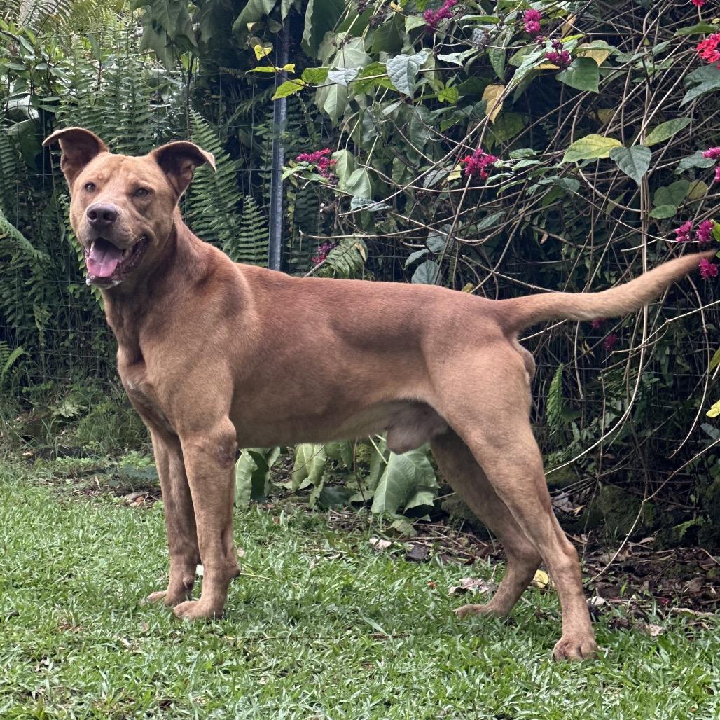 Gunner, a Adoptable Mixed Breed in Keaau, HI image 2/4