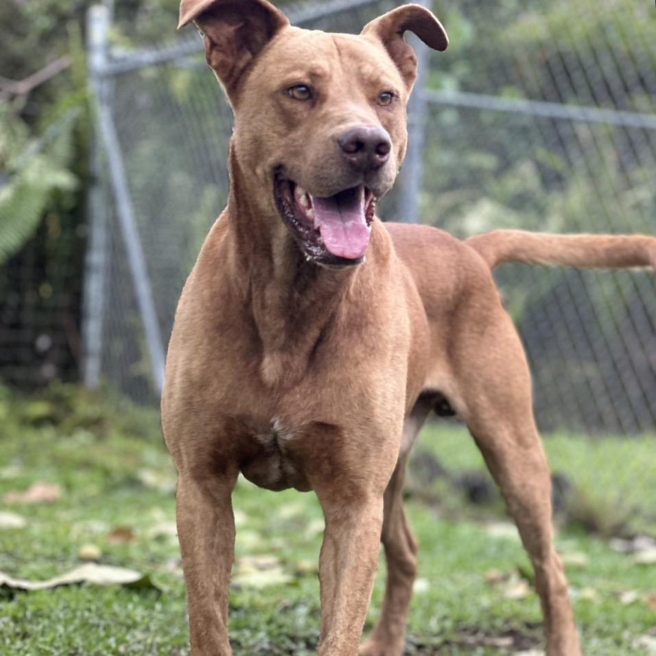Gunner, a Adoptable Mixed Breed in Keaau, HI image 3/4