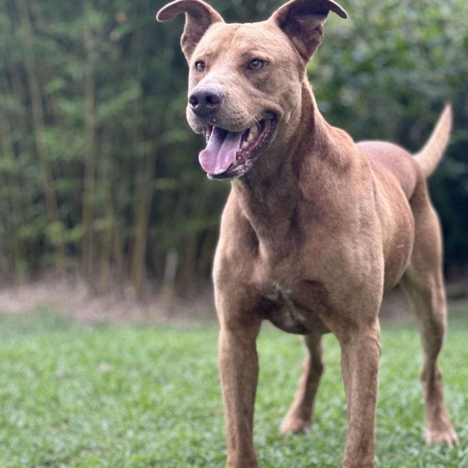 Gunner, a Adoptable Mixed Breed in Keaau, HI image 4/4