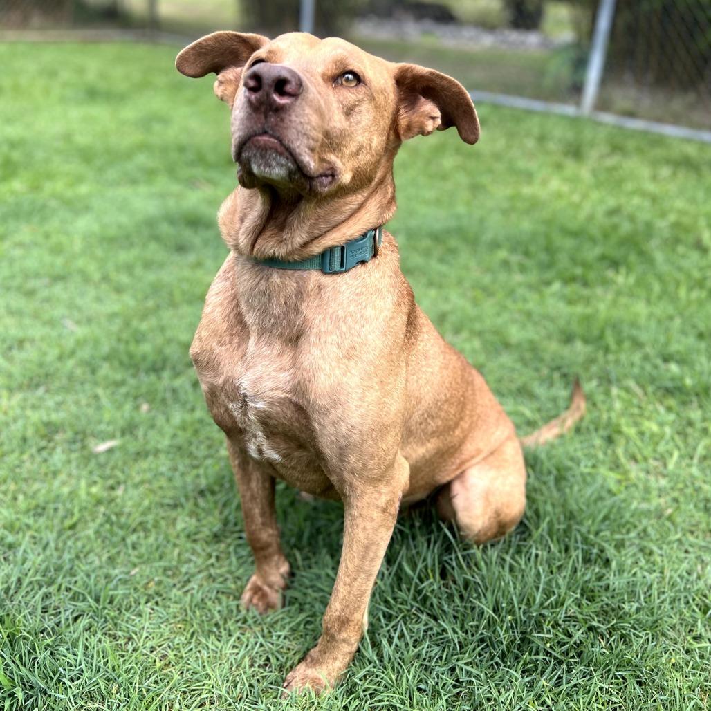 Gunner, a Adoptable Mixed Breed in Keaau, HI image 6/6