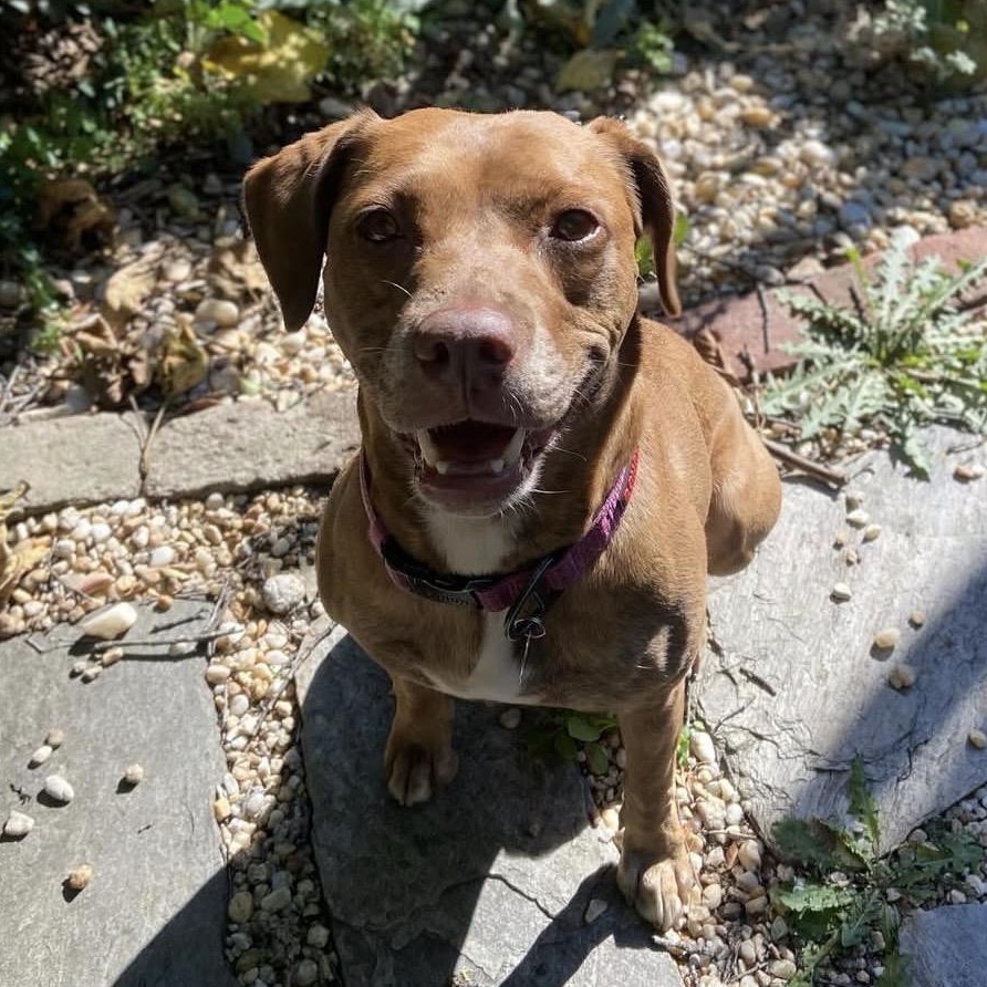 BoBo, adoptable, Adult Female Chocolate Labrador Retriever & Pit Bull Terrier.